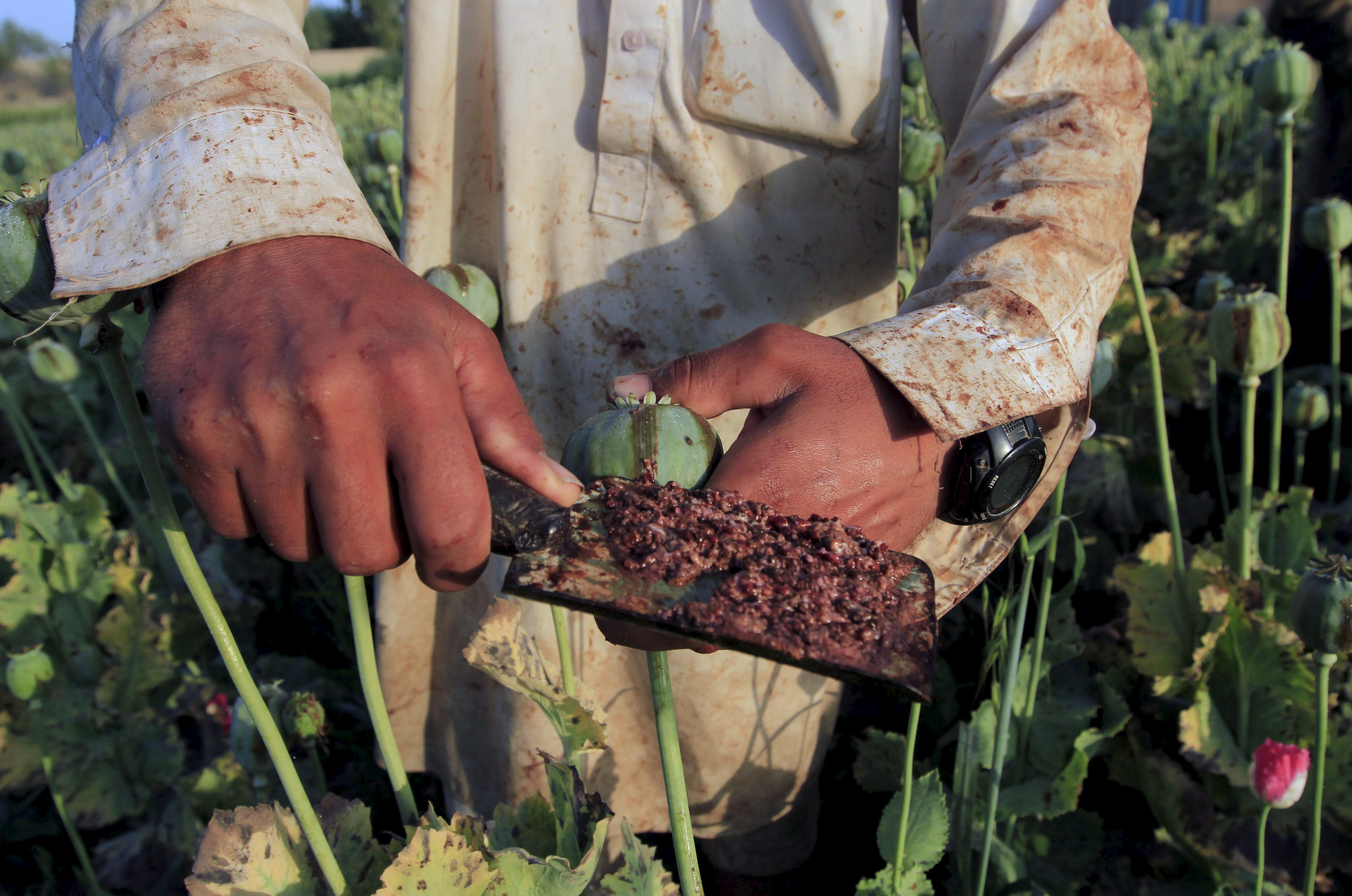 Raw opium from a poppy head is seen at a poppy farmer's field on the outskirts of Jalalabad,