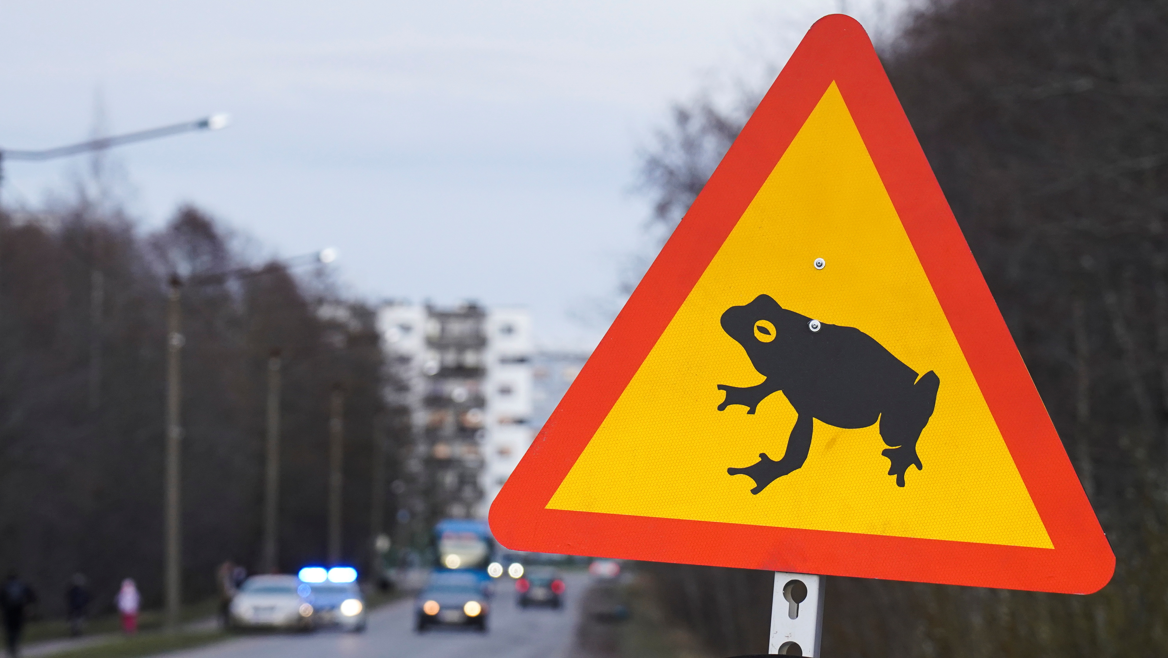 Bildresultat för frog cross road