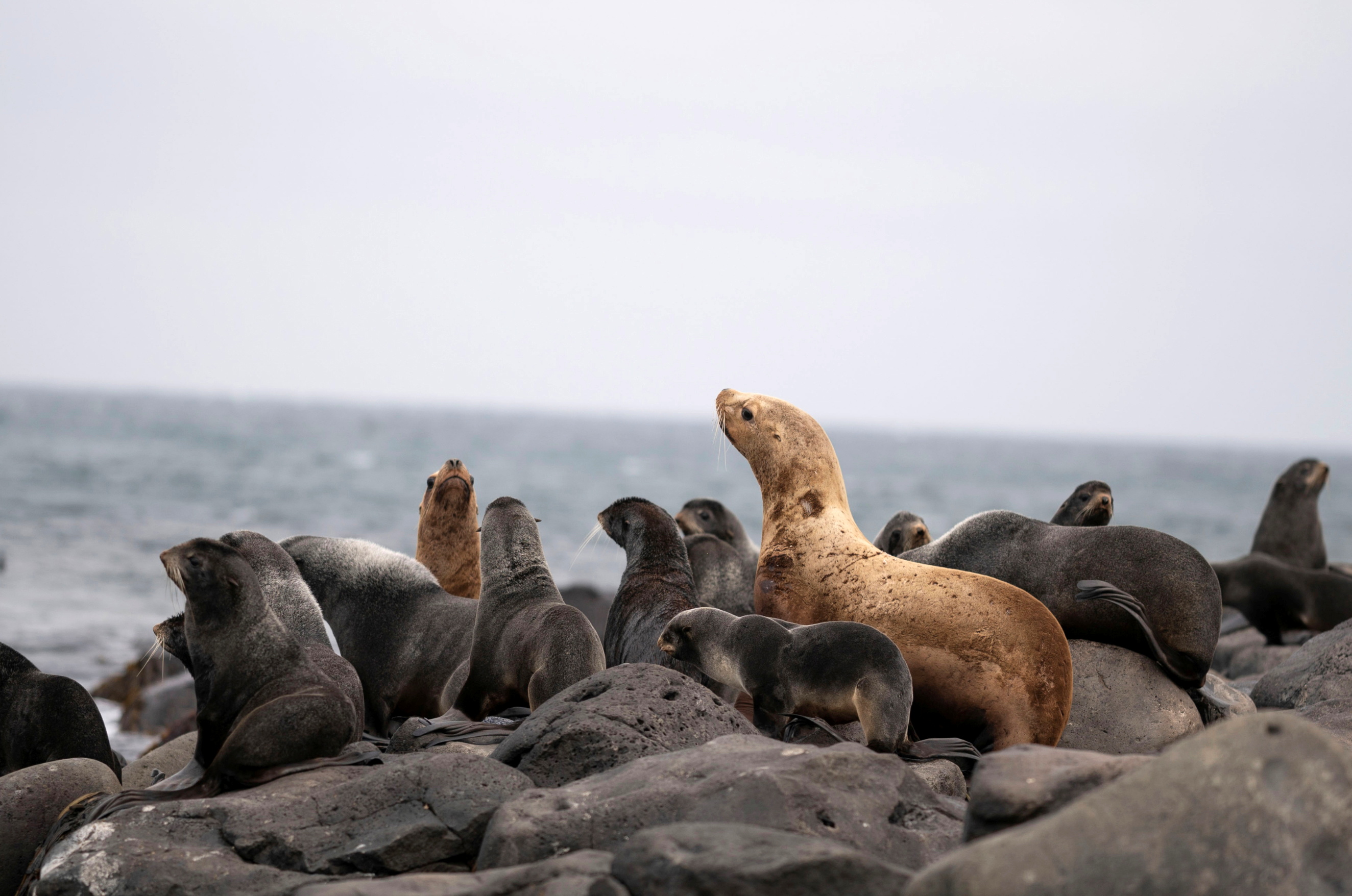 Fur seals rest along the northern shore in St. George, Alaska, U.S., May 22, 2021. Hundreds of thousands of fur seals spend their summer on St George each year.  Picture taken on drone May 22, 2021.  REUTERS/Nathan Howard     