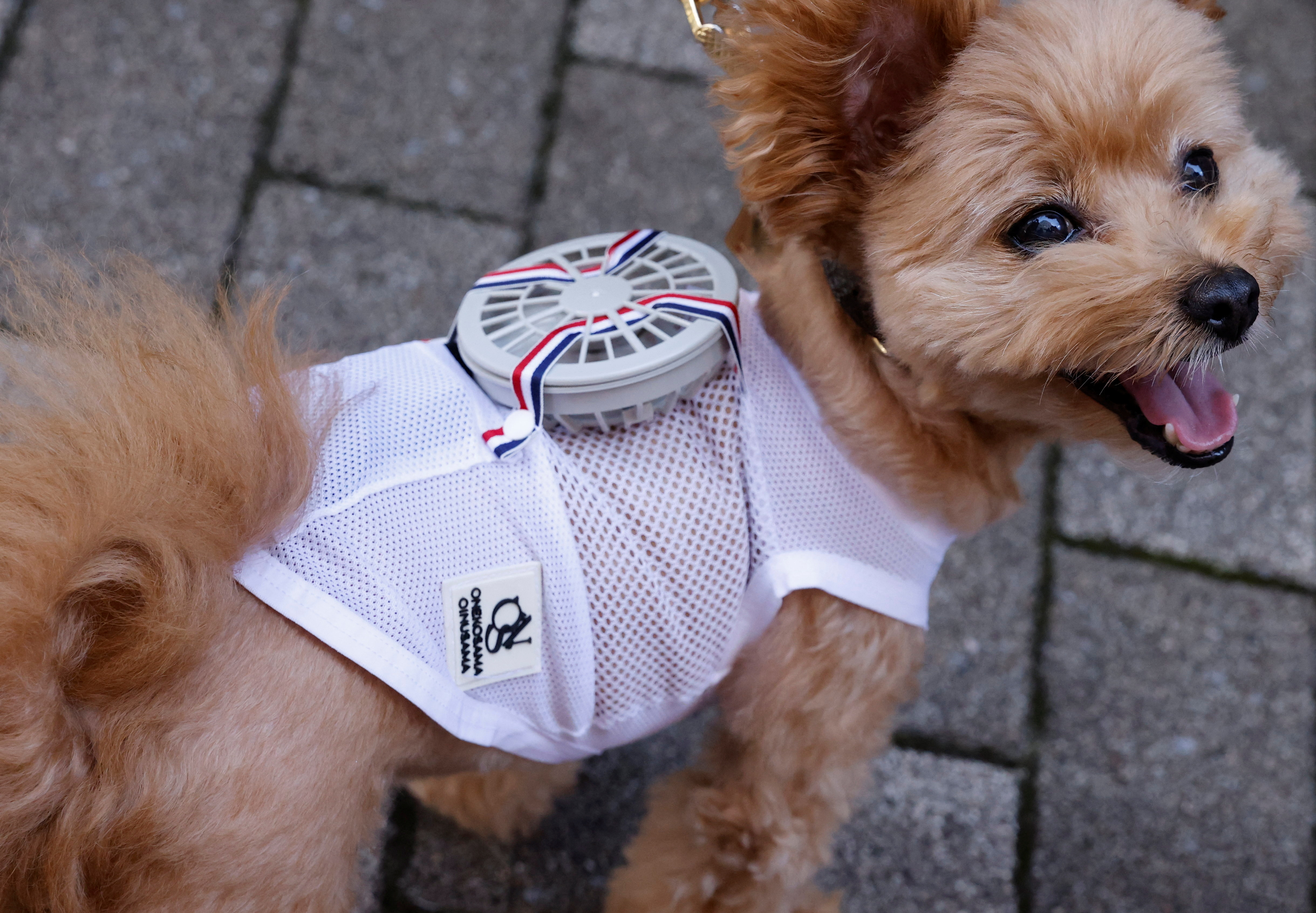 A pet dog Moco is seen with wearable battery-powered 'air conditioner' for pets in Tokyo, Japan