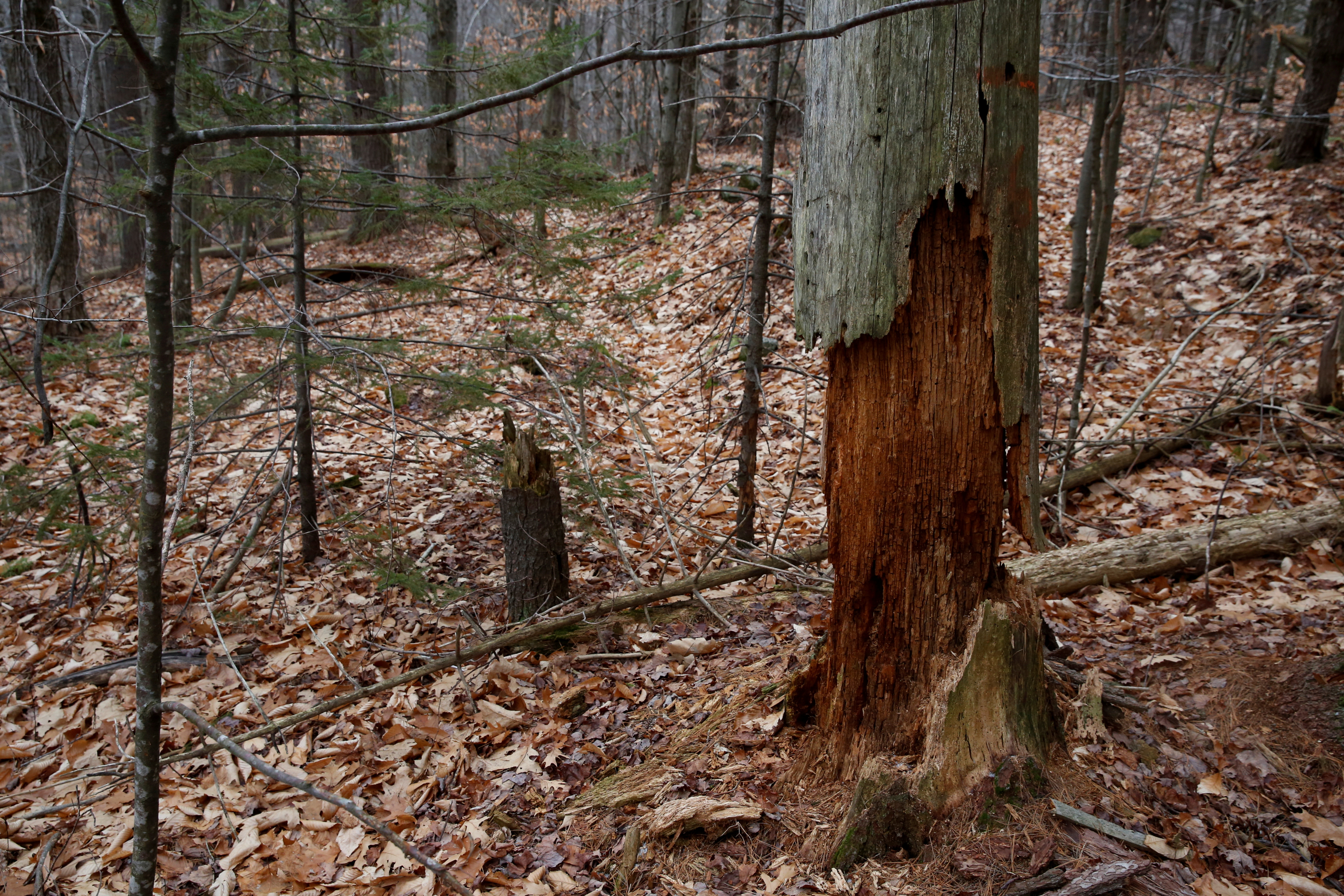 A dead tree assessed for its carbon content is seen in the Hersey Mountain Wilderness, New Hampshire, U.S.