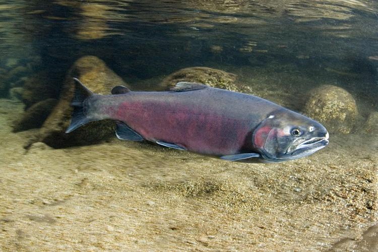 A Coho Salmon is pictured in this undated photo