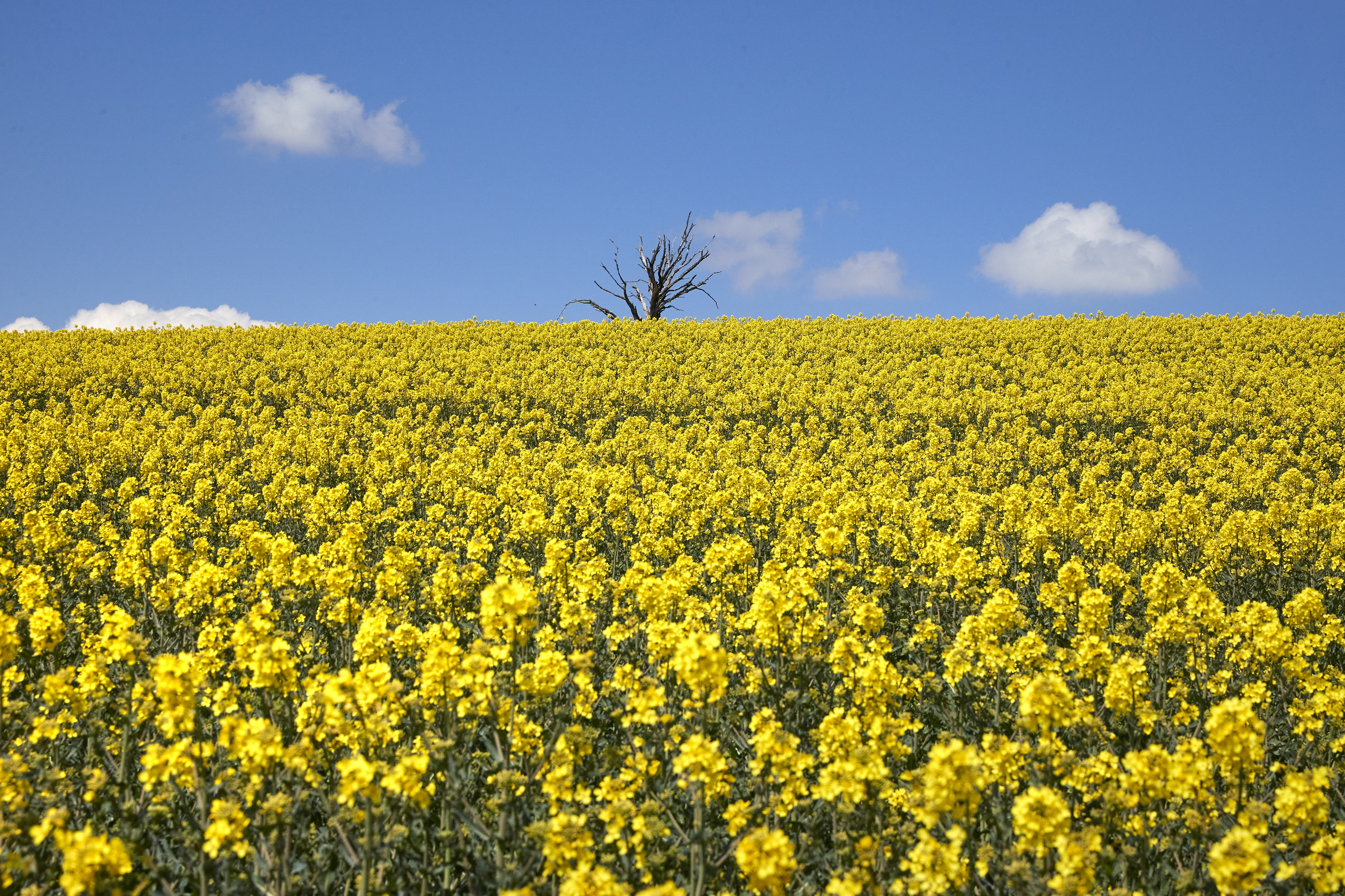 A tree is pictured behind a rapeseed field in Mex