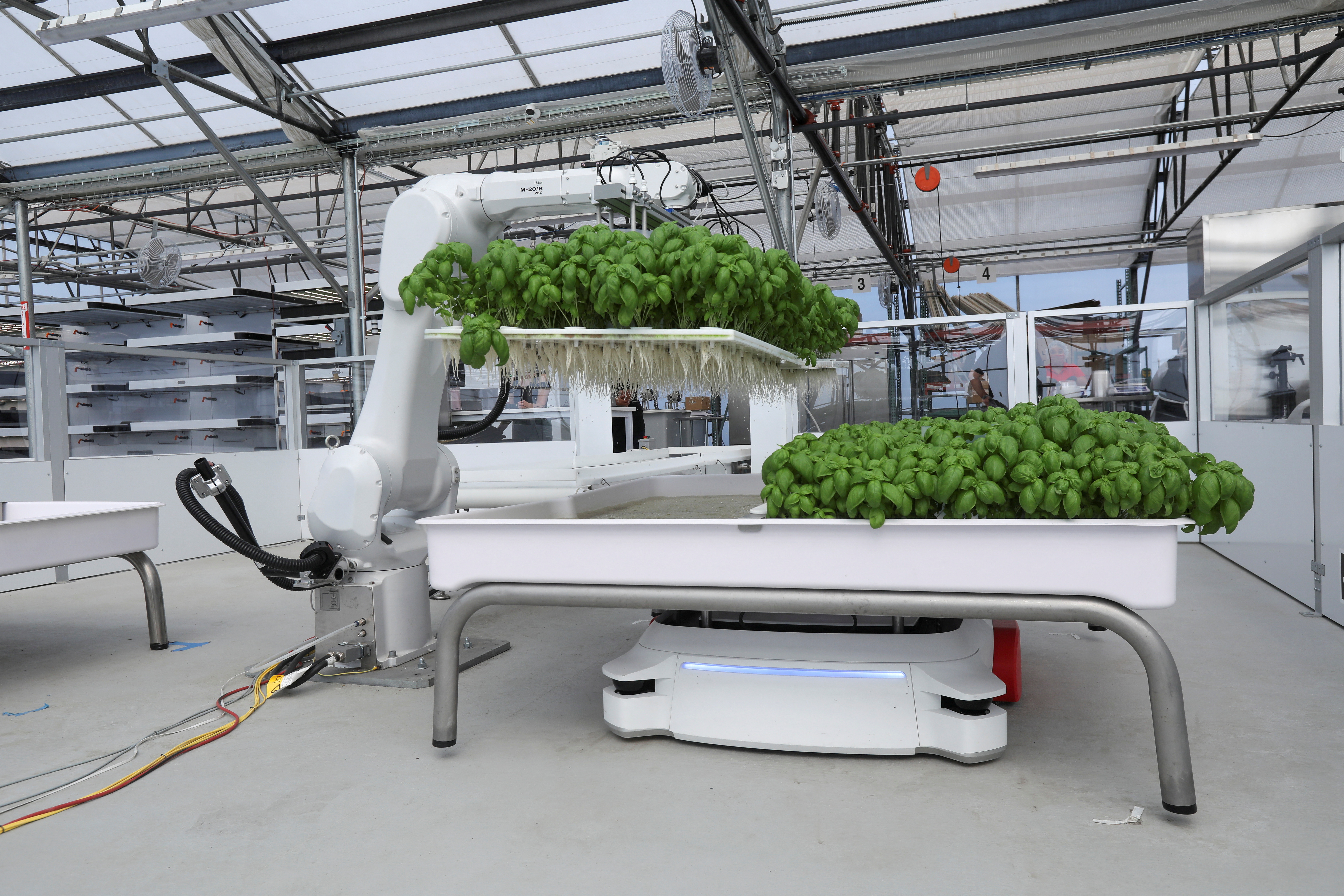 A robotic arm system named Ada lifts Genovese Basil plants for its roots to be inspected at the Iron Ox greenhouse in Gilroy, California
