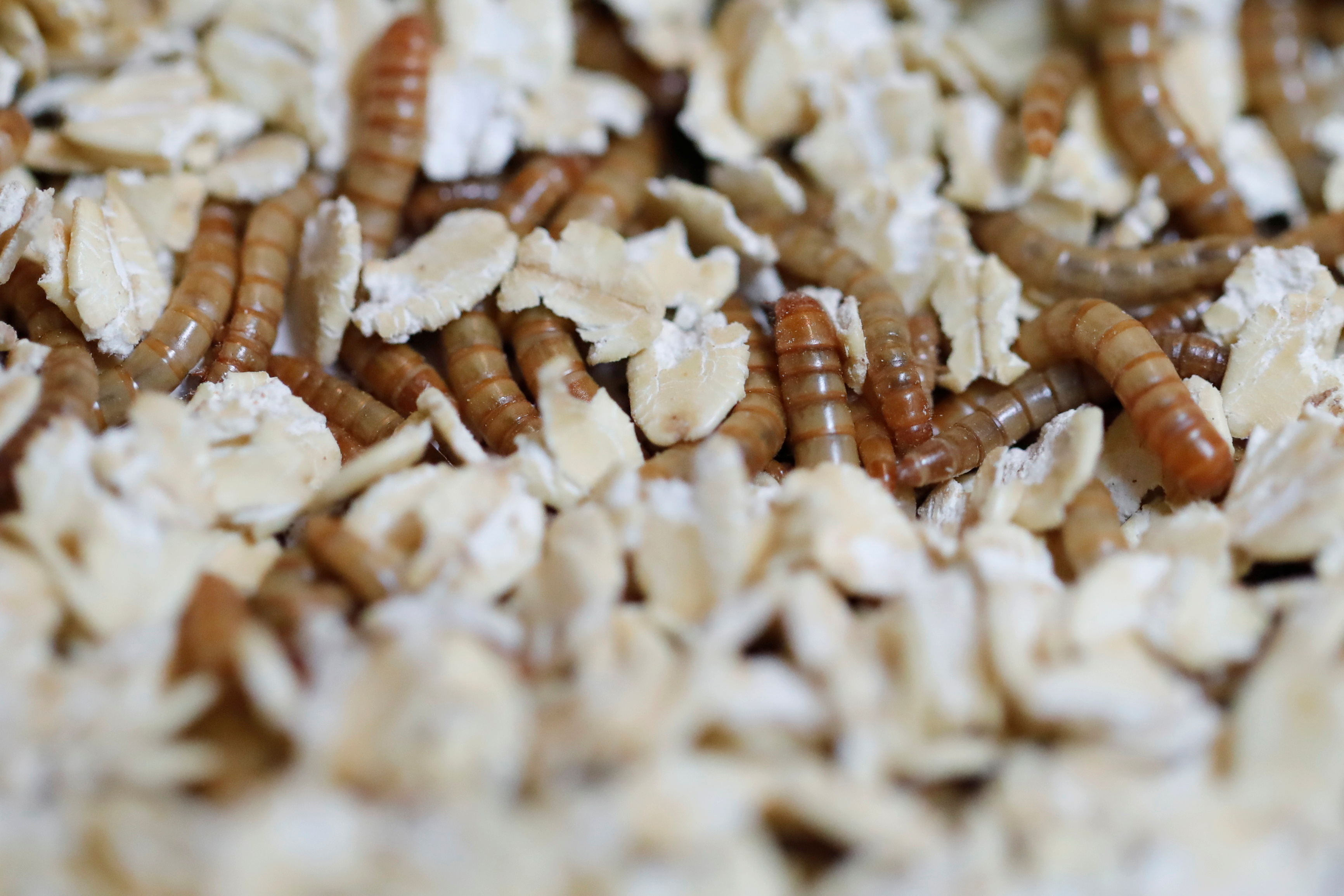 French restaurant serves up food of the future insects Reuters