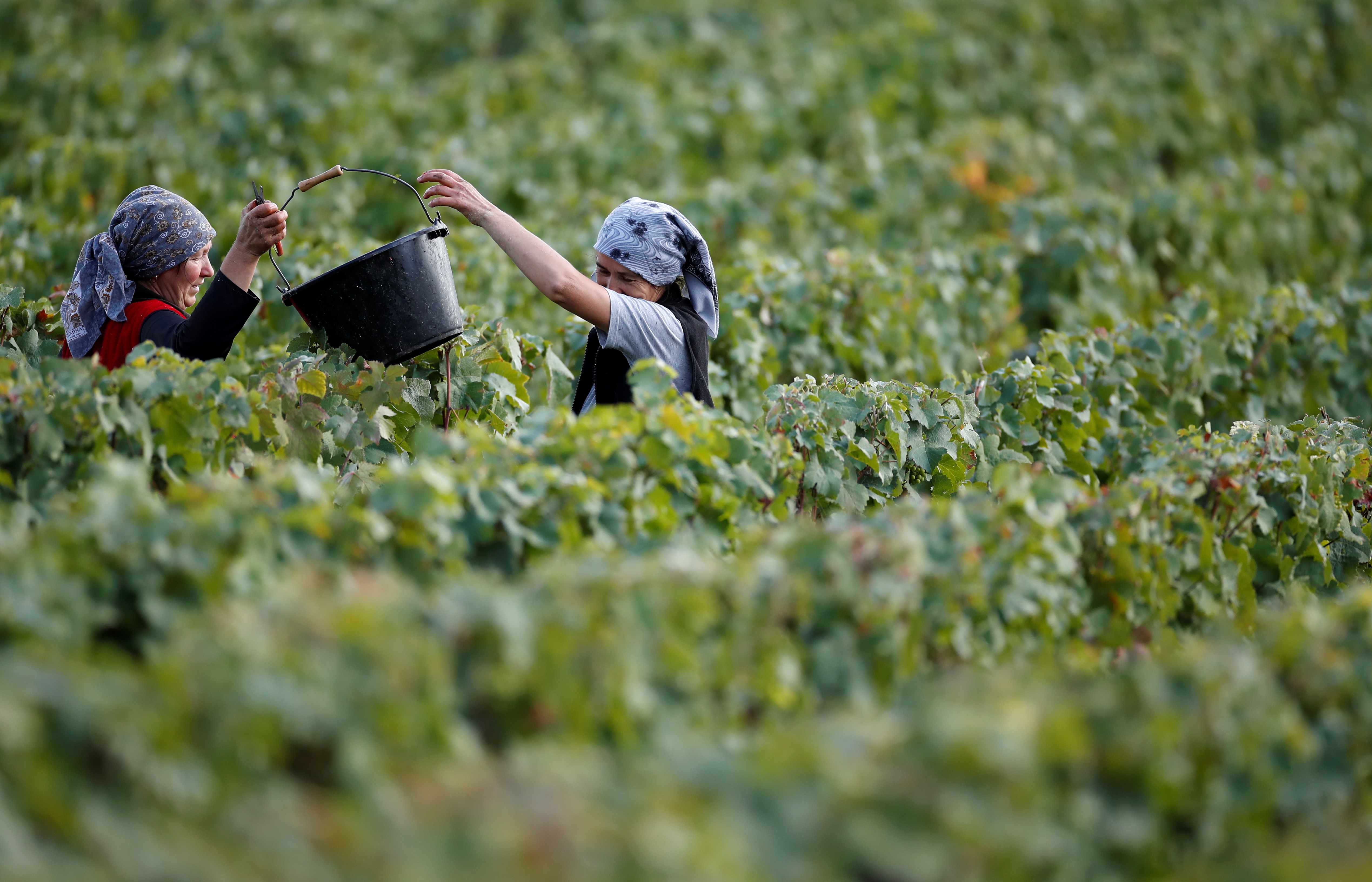 Workers collect grapes in a Taittinger vineyard during the traditional Champagne wine harvest in Pierry, near Epernay, France, September 10, 2019.   REUTERS/Christian Hartmann