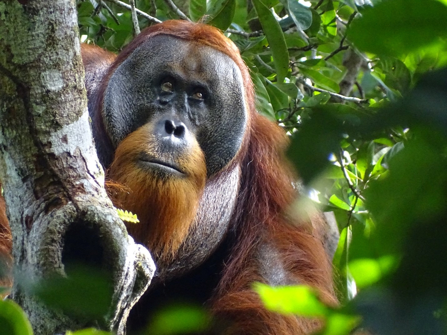 A male Sumatran orangutan named Rakus, with a facial wound below the right eye, is seen in the Suaq Balimbing research site in Indonesia