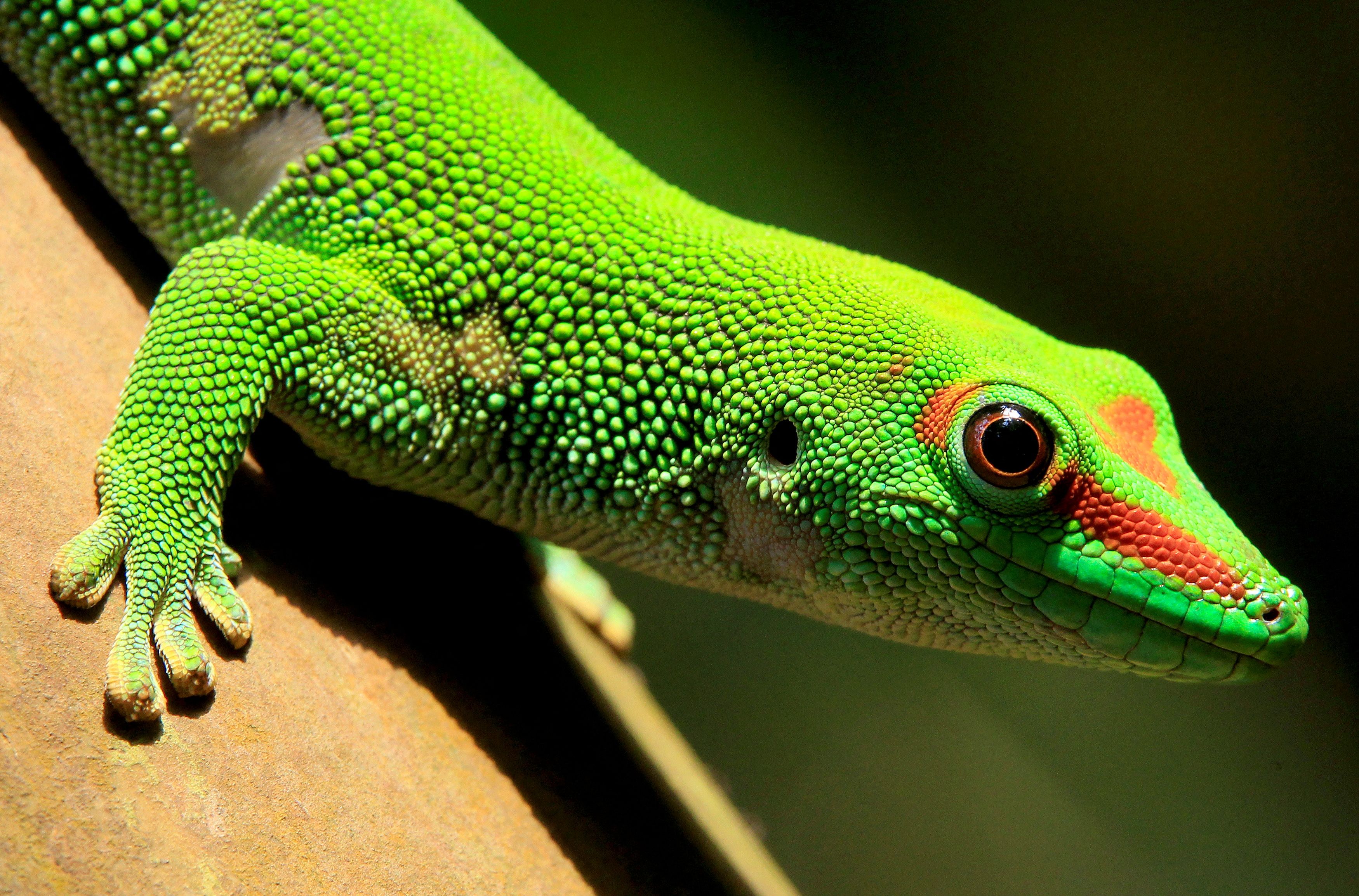 A Madagascar day gecko sits on a perch in the Masoala rainforest hall at the zoo in Zurich