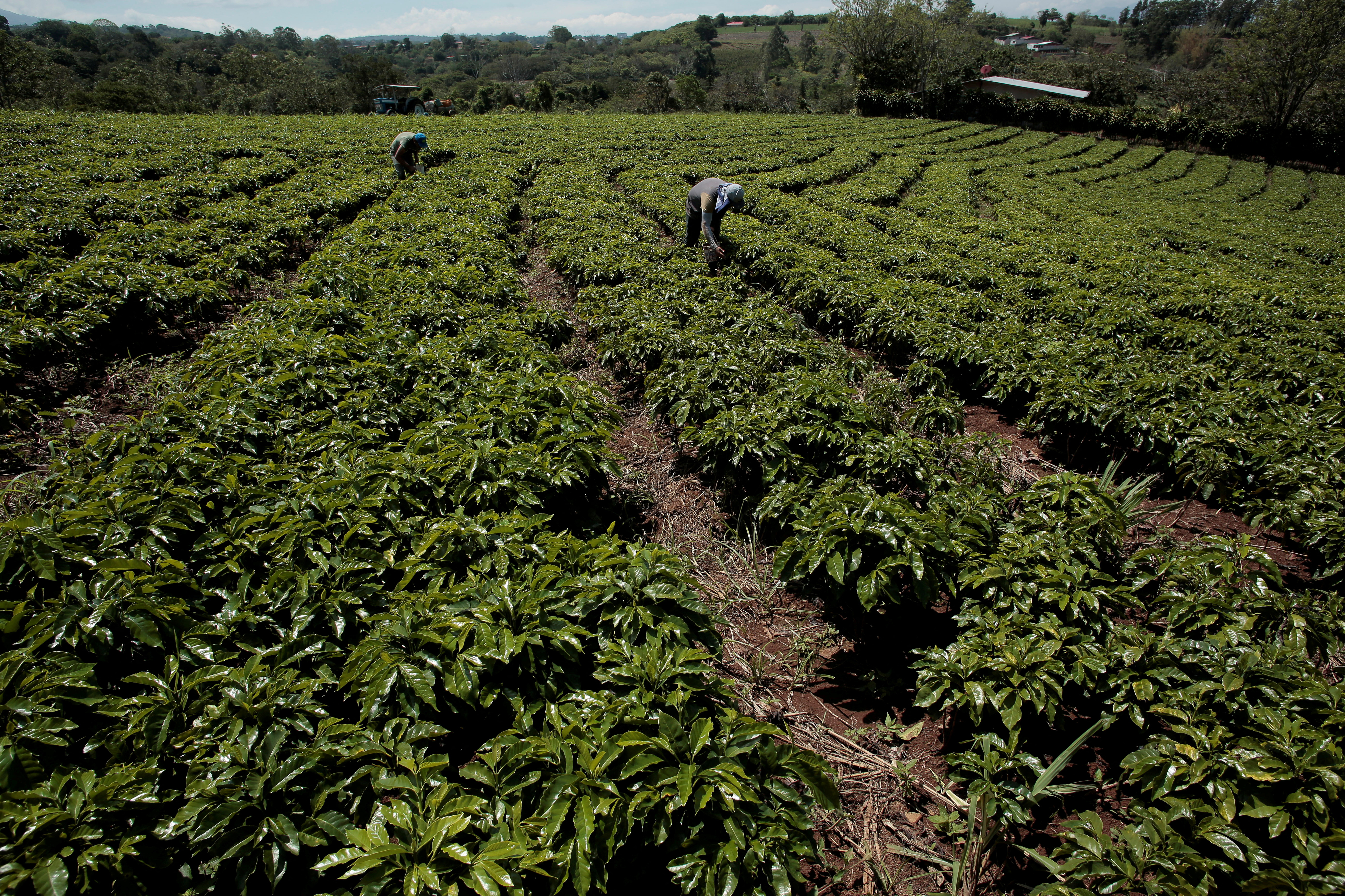 Laborers work among rows of coffee plants at a coffee plantation