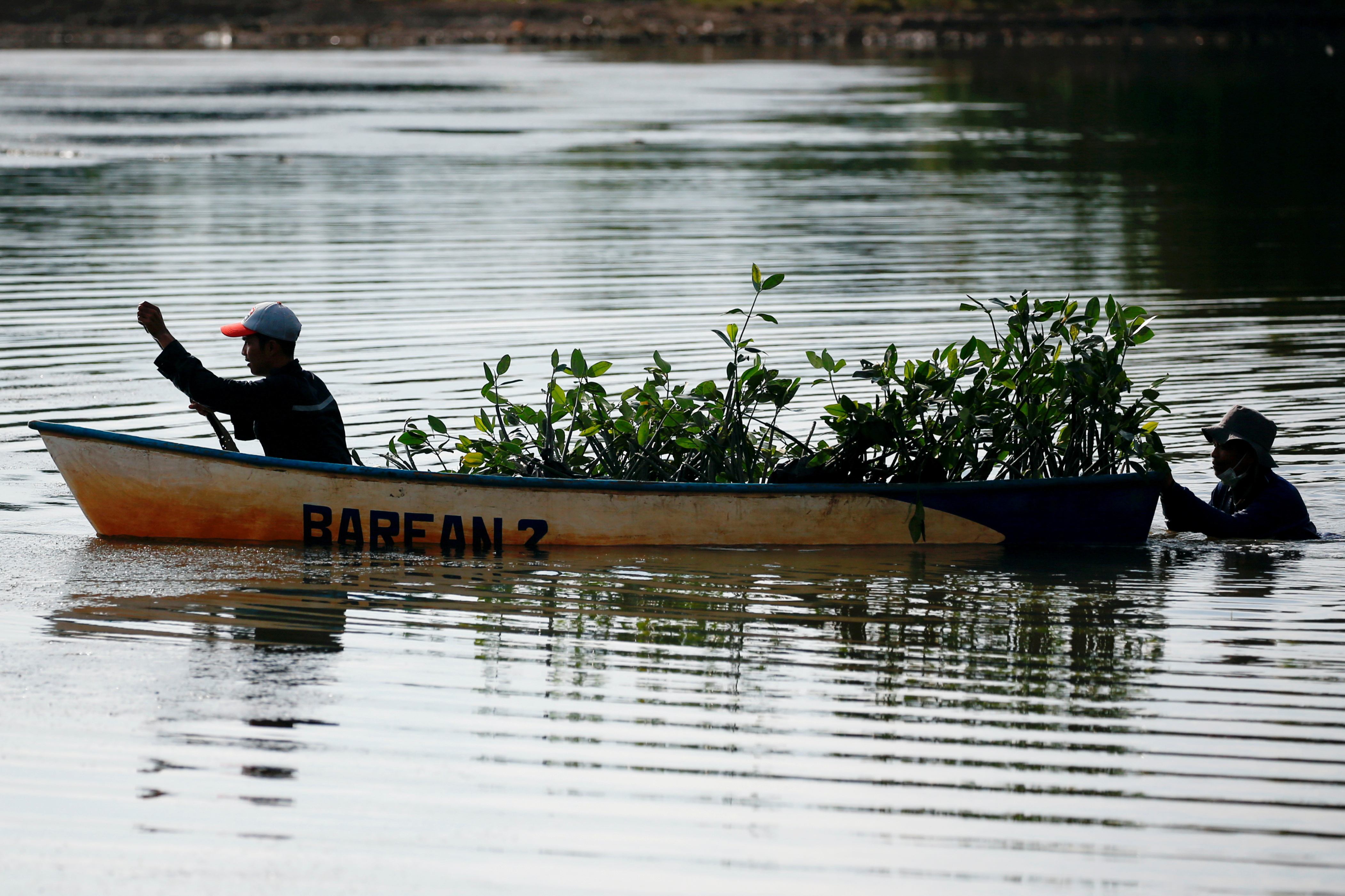 Locals use a wooden boat to transport the seeds of mangrove tree to be planted in Bebatu, a remote area near Tarakan