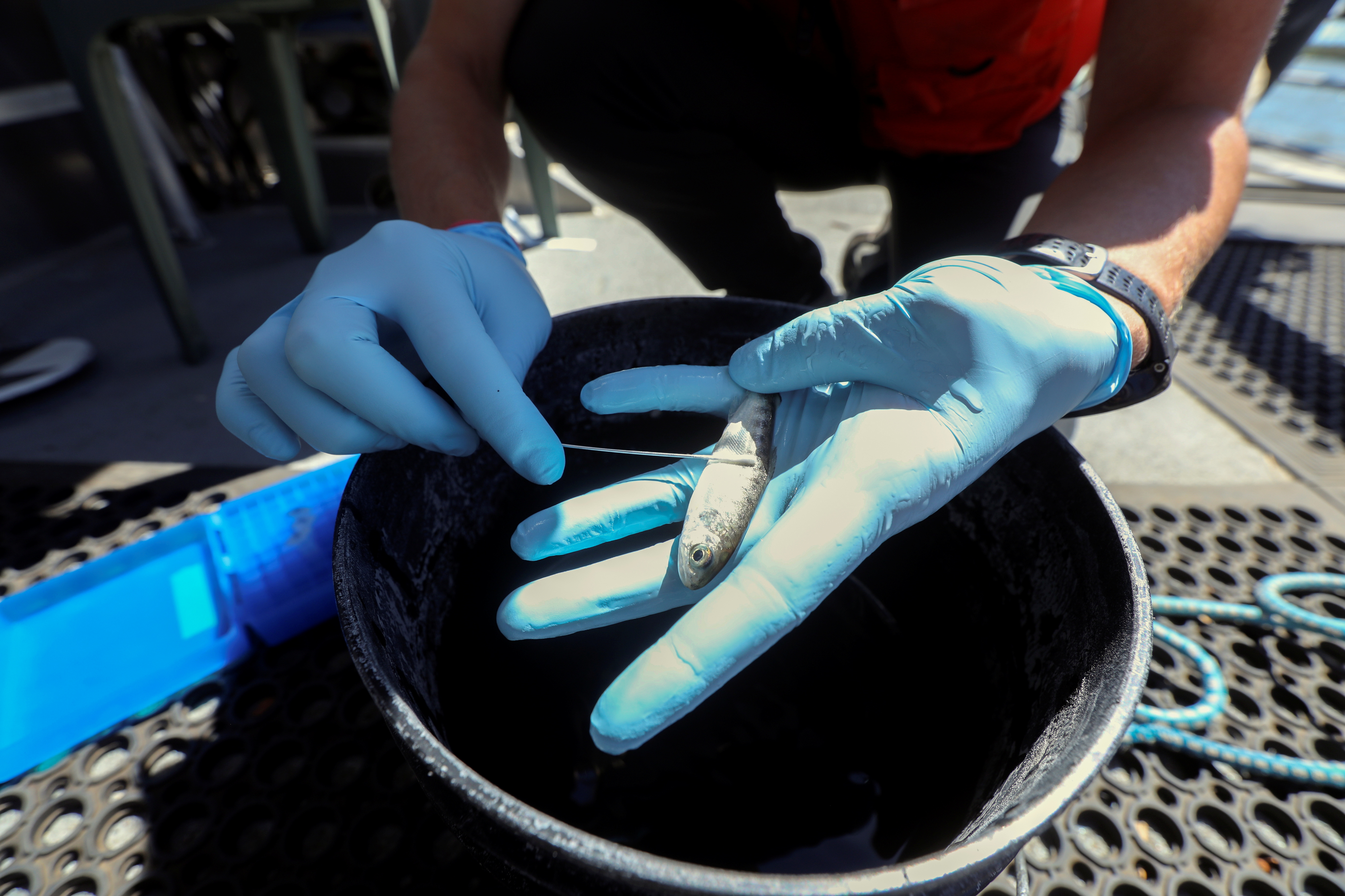 Emily Funk, an associate specialist at the University of California Davis, collects a mucus sample from a Chinook salmon to determine its exact species while on a research vessel on the San Joaquin River off Antioch
