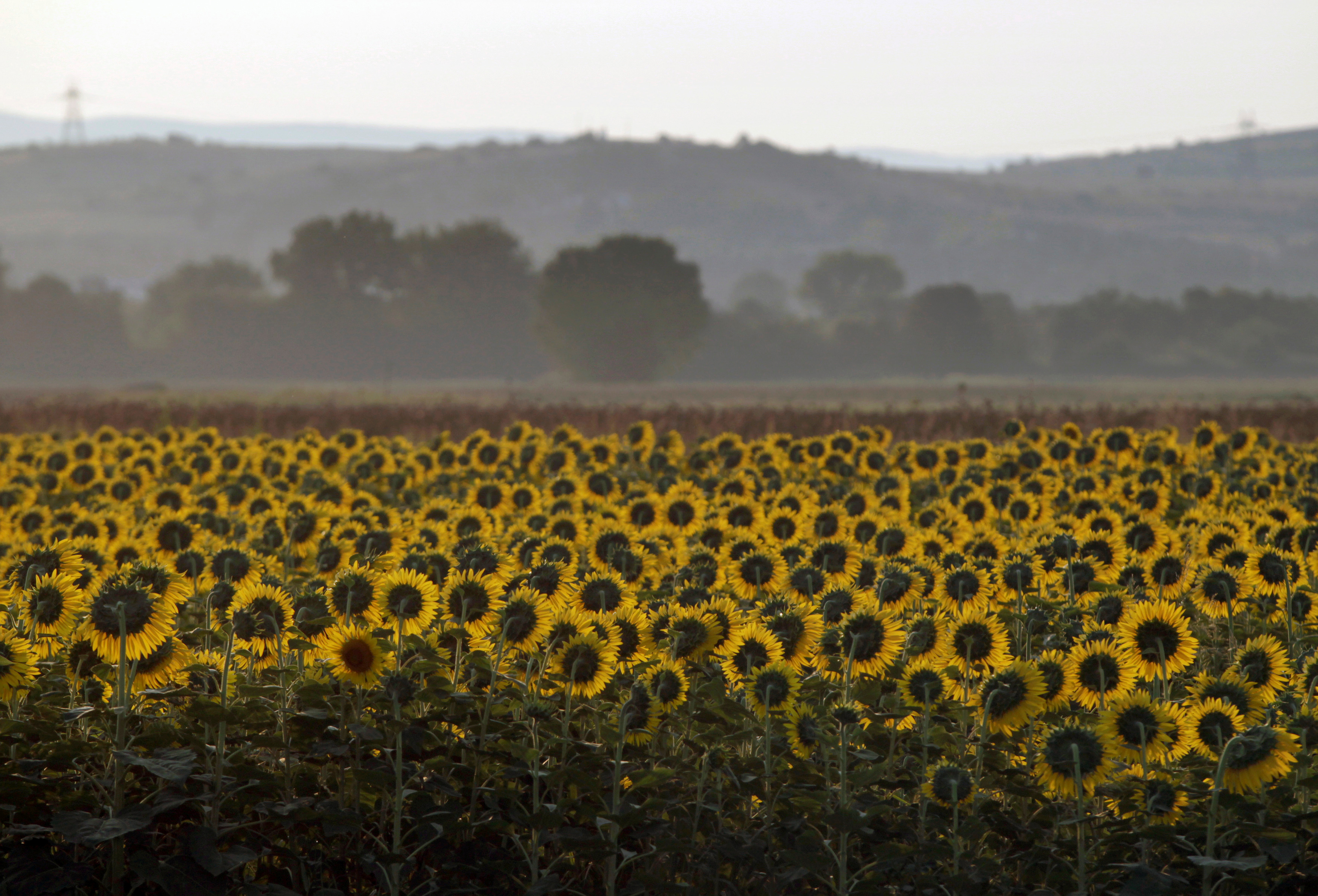 A sunflower field at the Greek-Macedonian border near the village of Idomeni