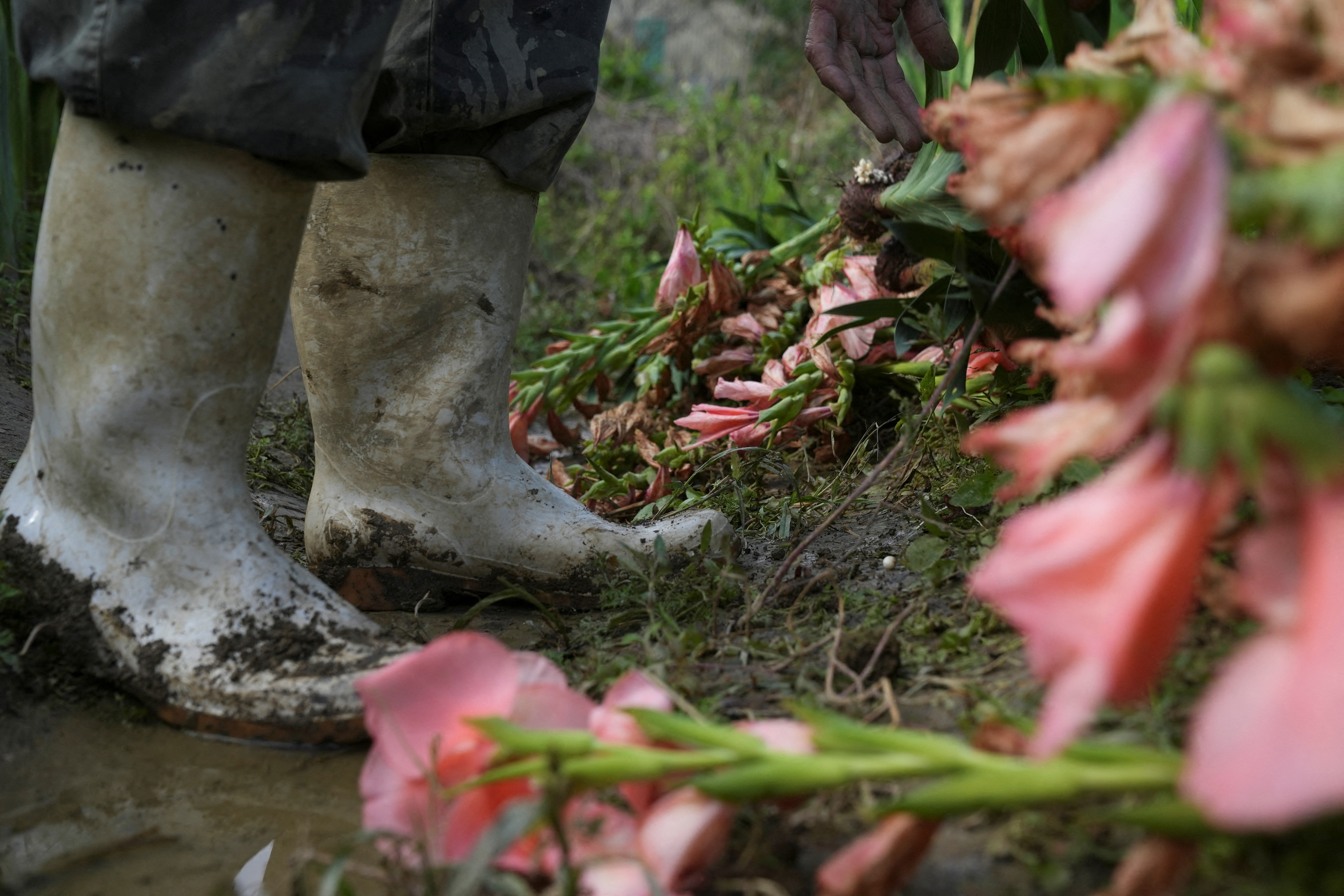 Flower farmer Leung Yat-Shen places flowers on the ground at his farm in Hong Kong
