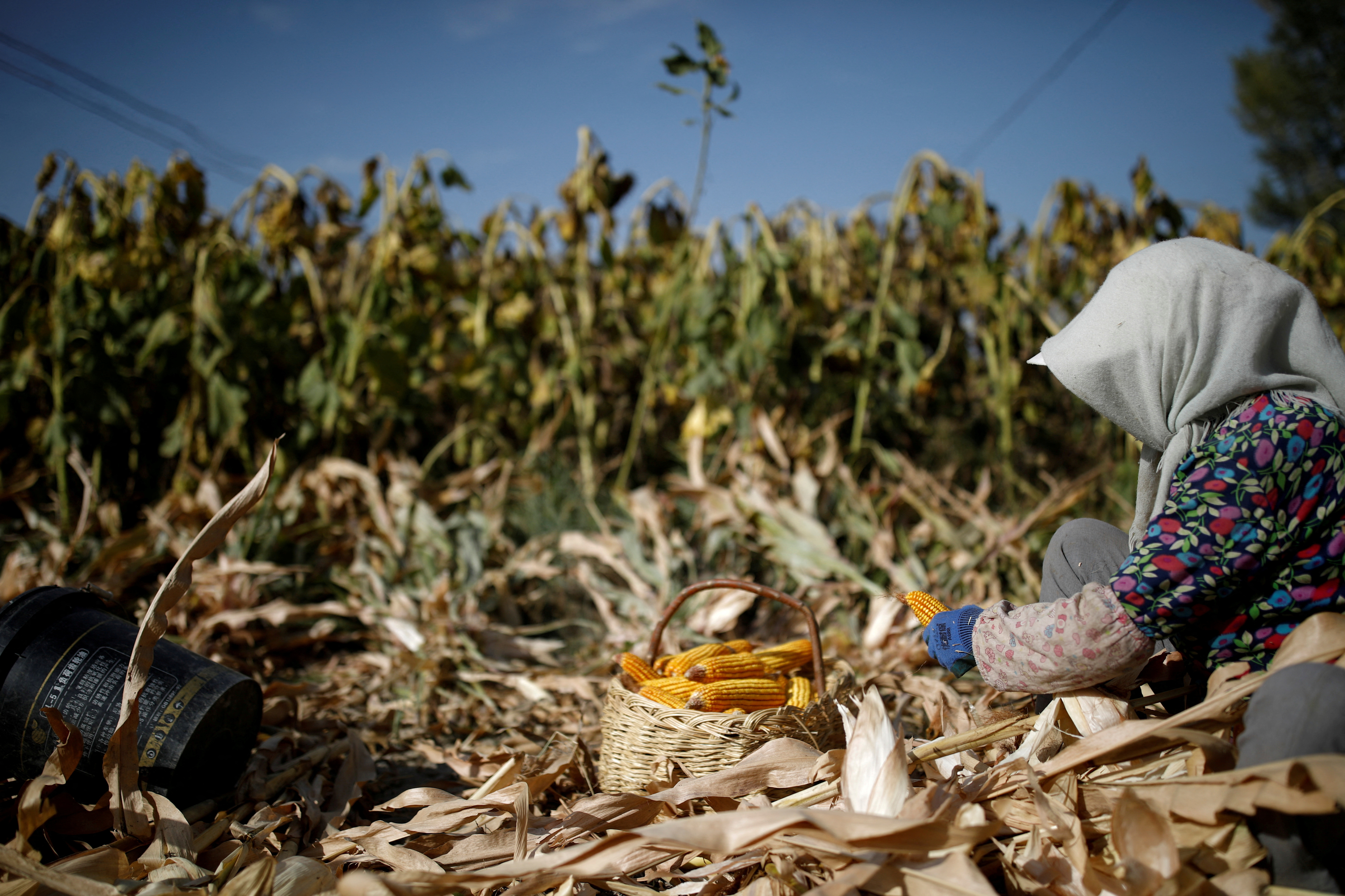 A farmer harvests corn in a field on the outskirts of Jiayuguan