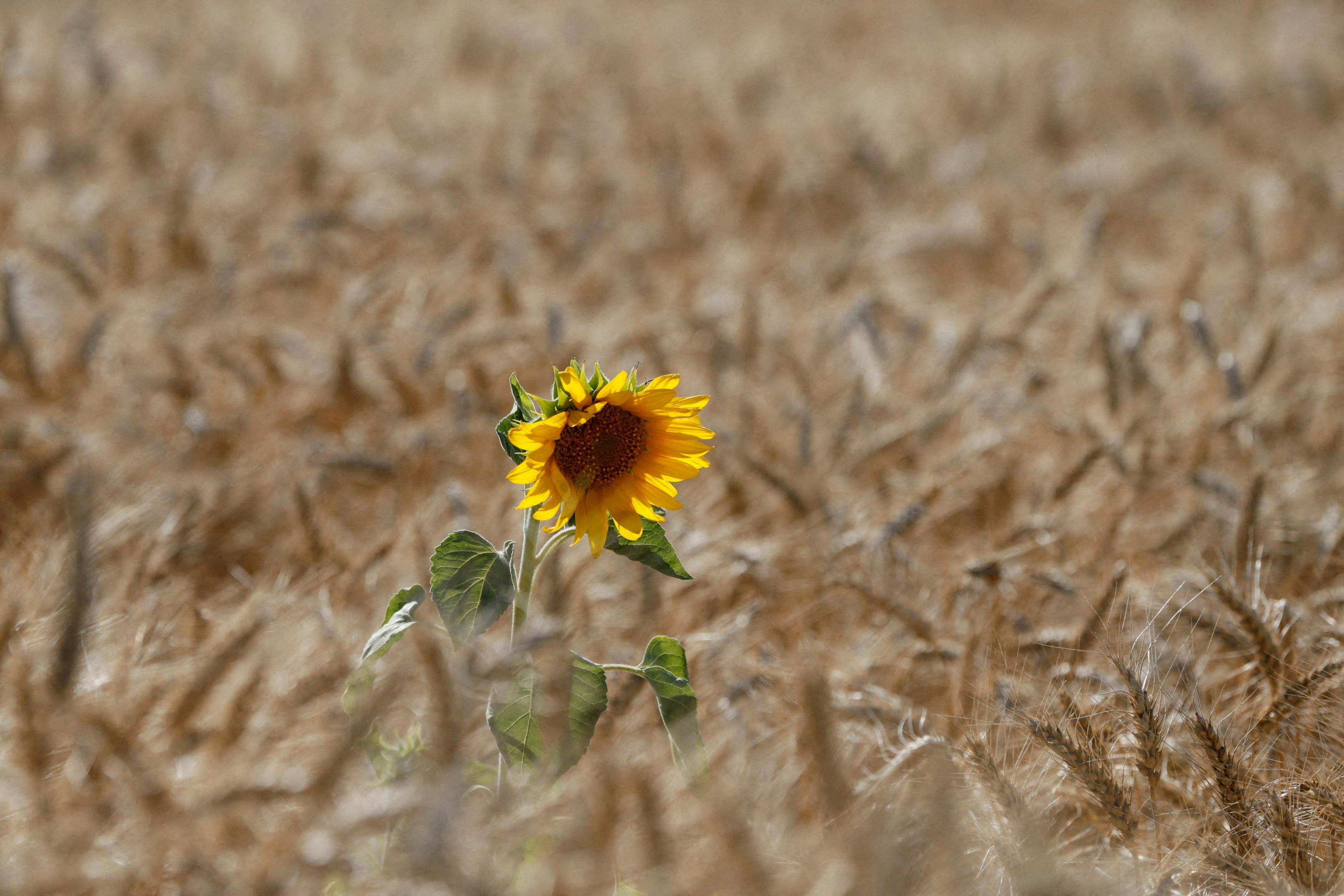 Sunflower is seen on wheat field in Kyiv region