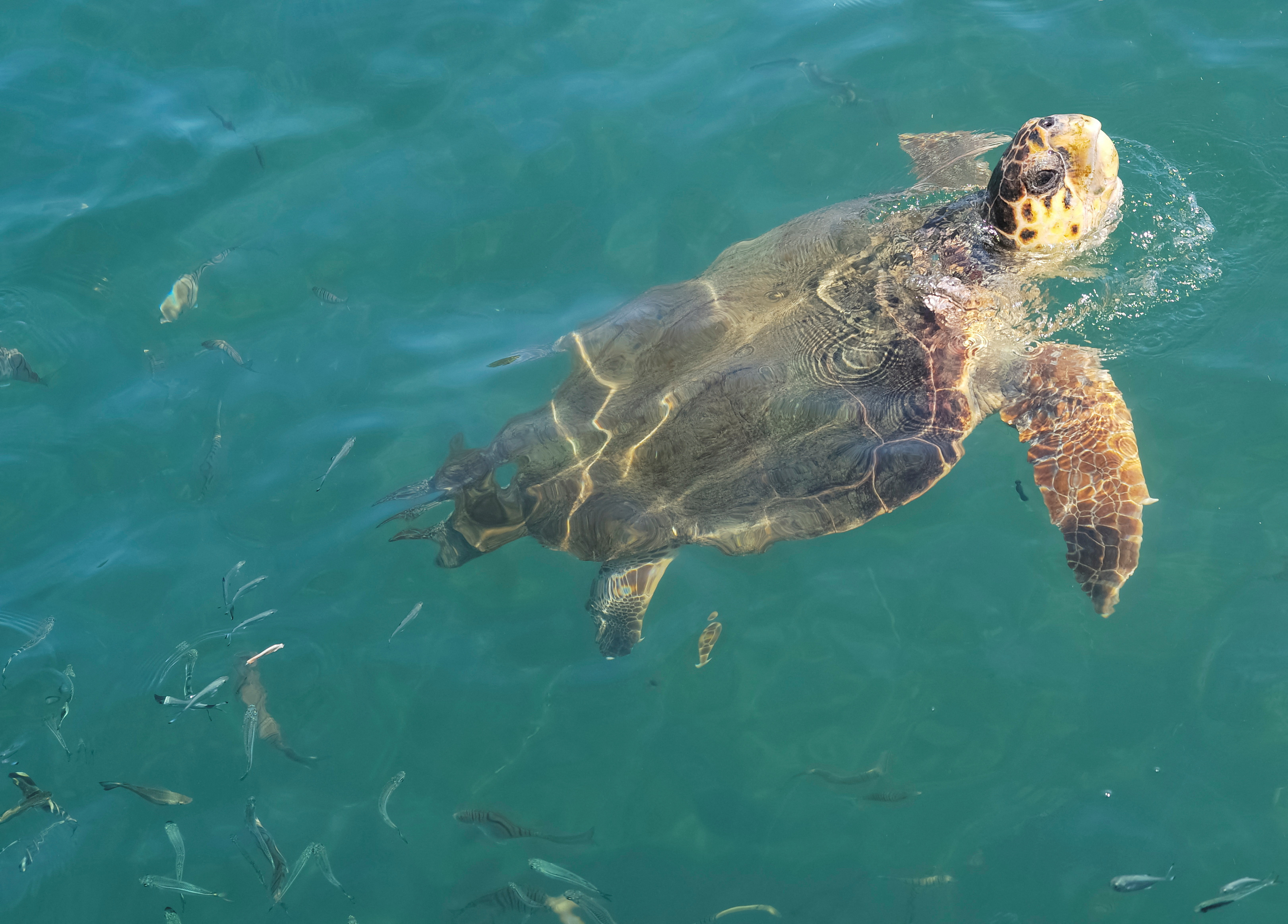 A sea turtle is seen in the Dalyan river near Iztuzu Beach near Dalyan