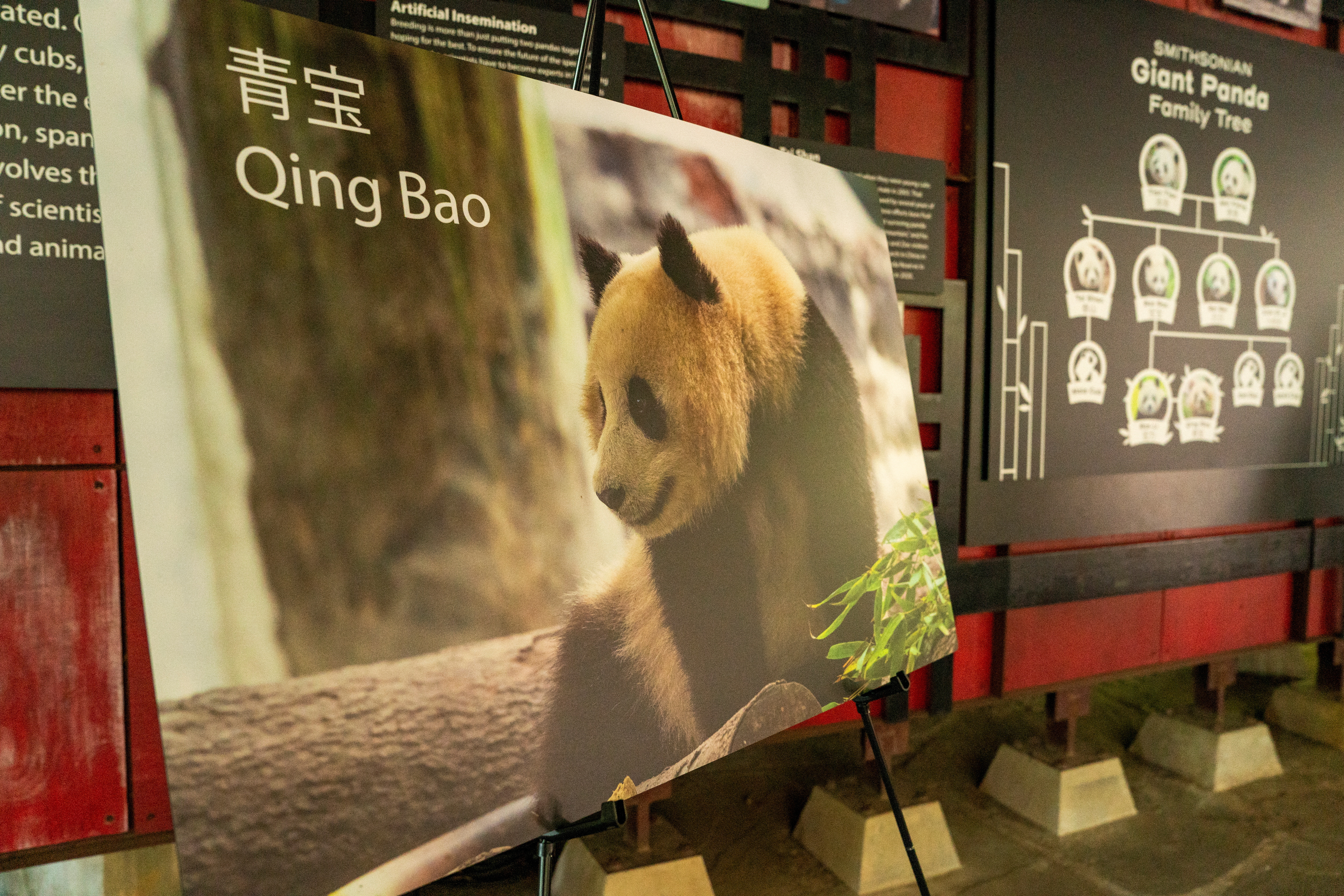 中国、米にパンダ2頭貸与へ　昨年返還のスミソニアン動物園に