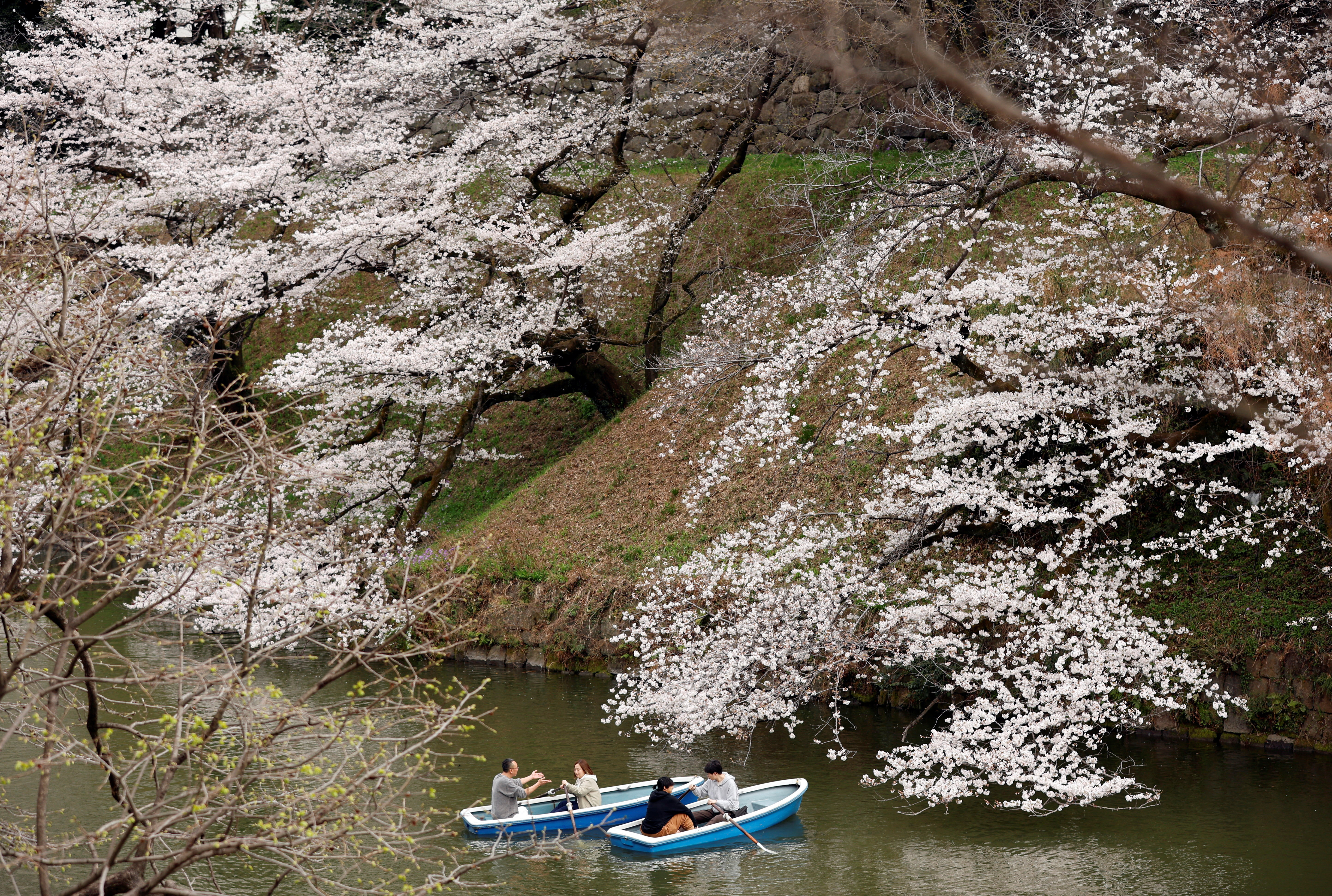 Japan's March visitors at post-COVID high, lured by cherry