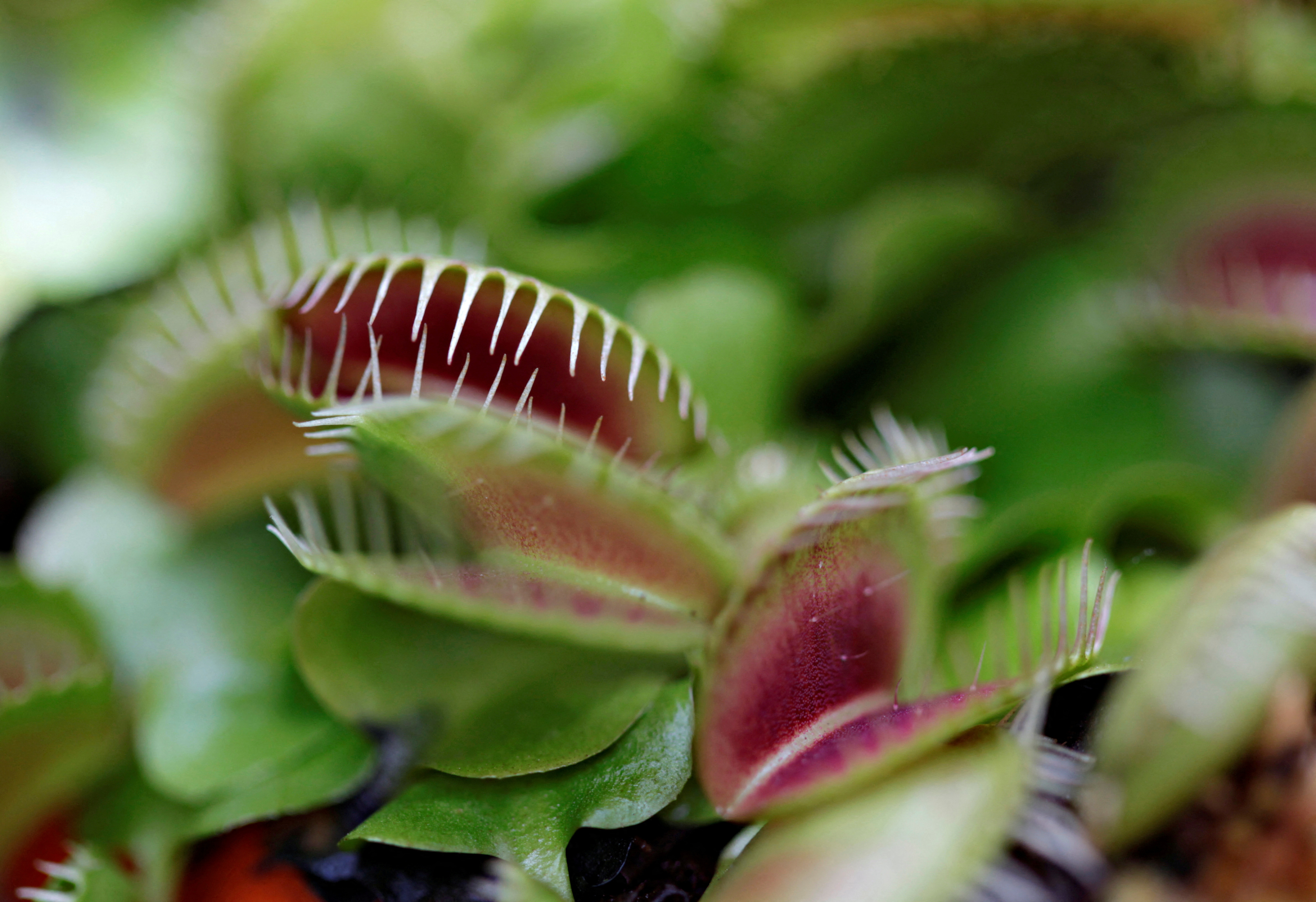 A Venus flytrap is seen at the meat-eating plant exhibition 