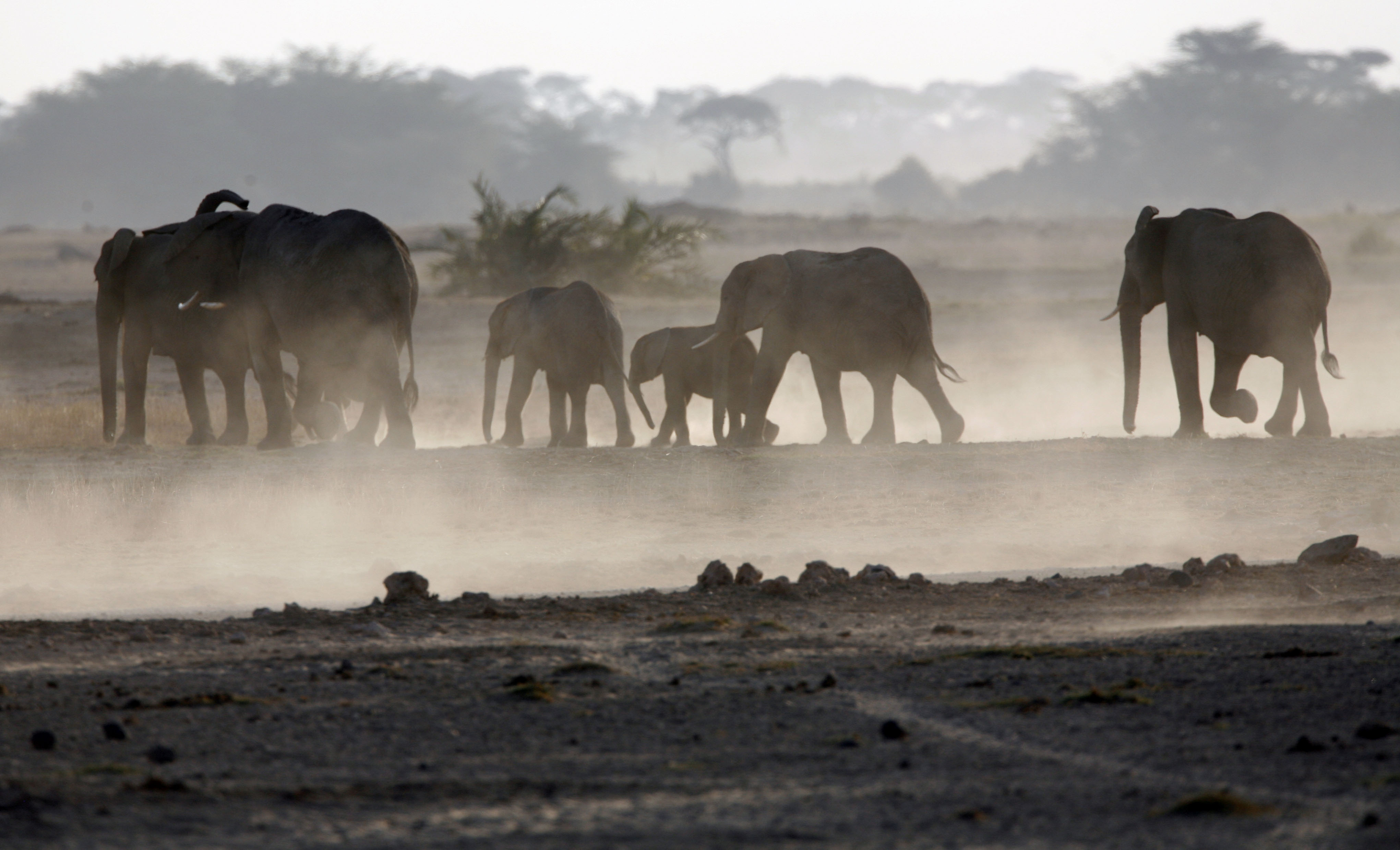 A family of elephants walk to a water pond at dusk in Amboseli national park