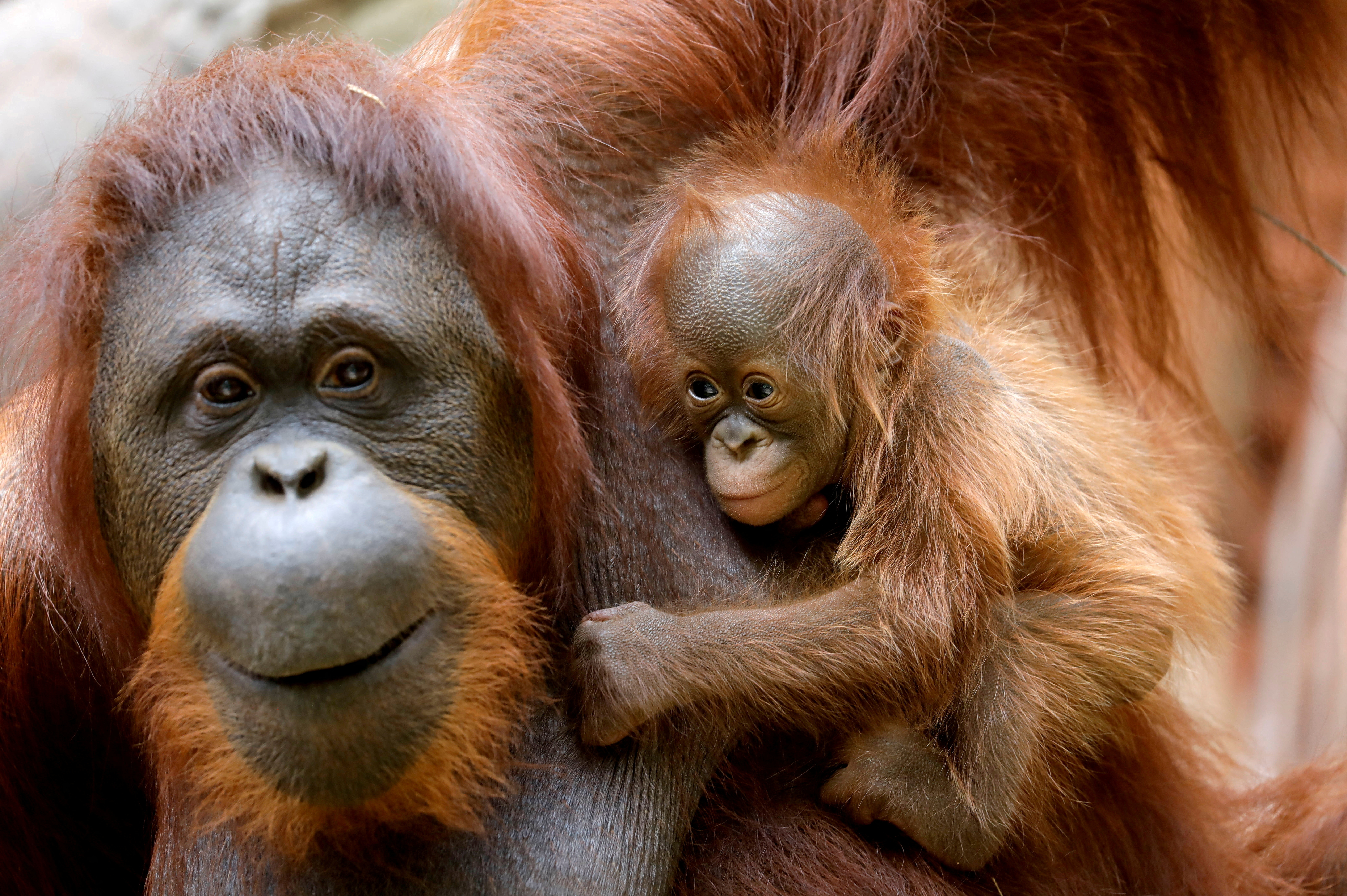 An eleven-day-old baby male Bornean orangutan is held by his mother Suli at Bioparc Fuengirola in Fuengirola