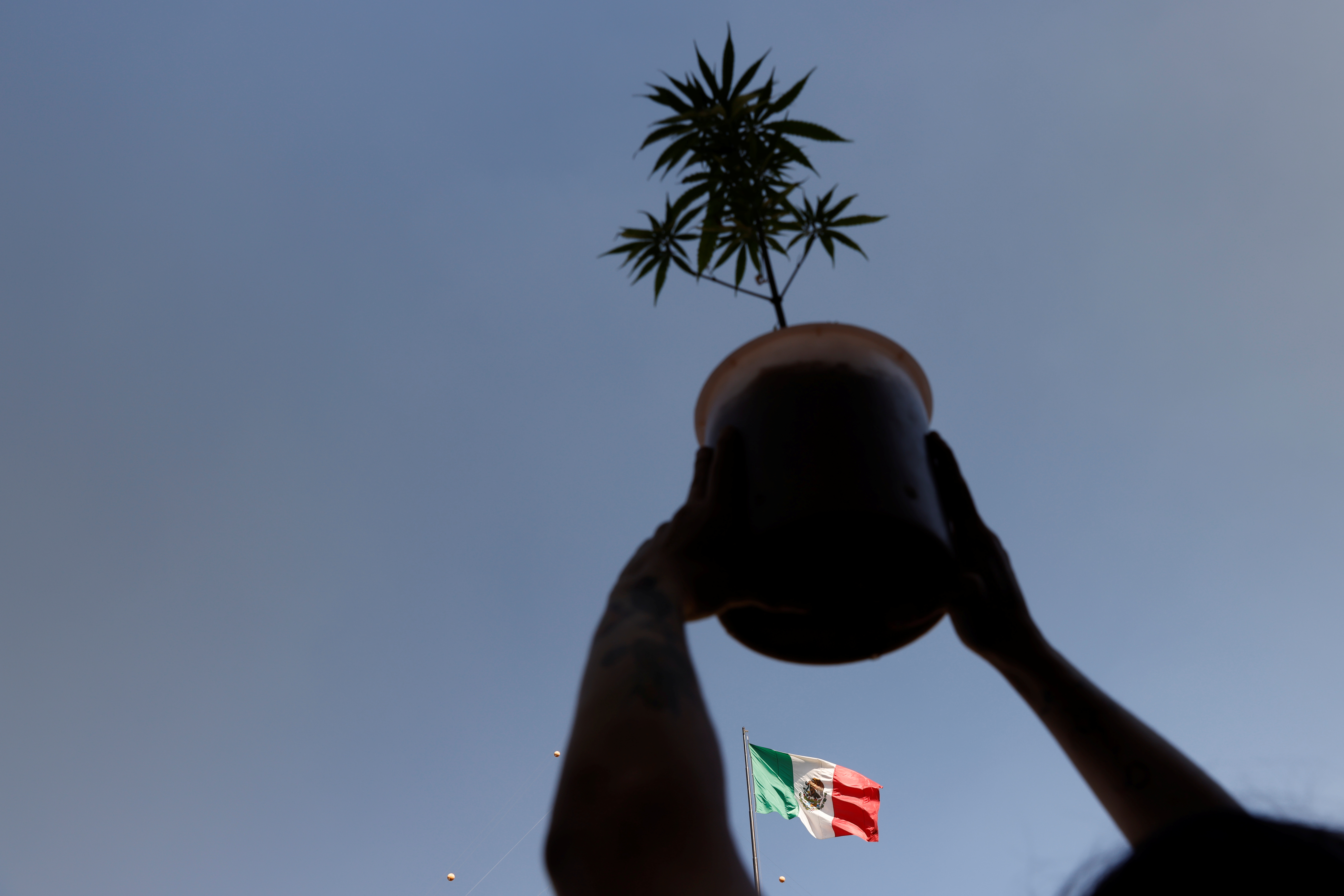An activist in favor of legalized marijuana holds a marijuana plant during a march as they wait for Congress for passage of a bill that would legalize it, in Mexico City