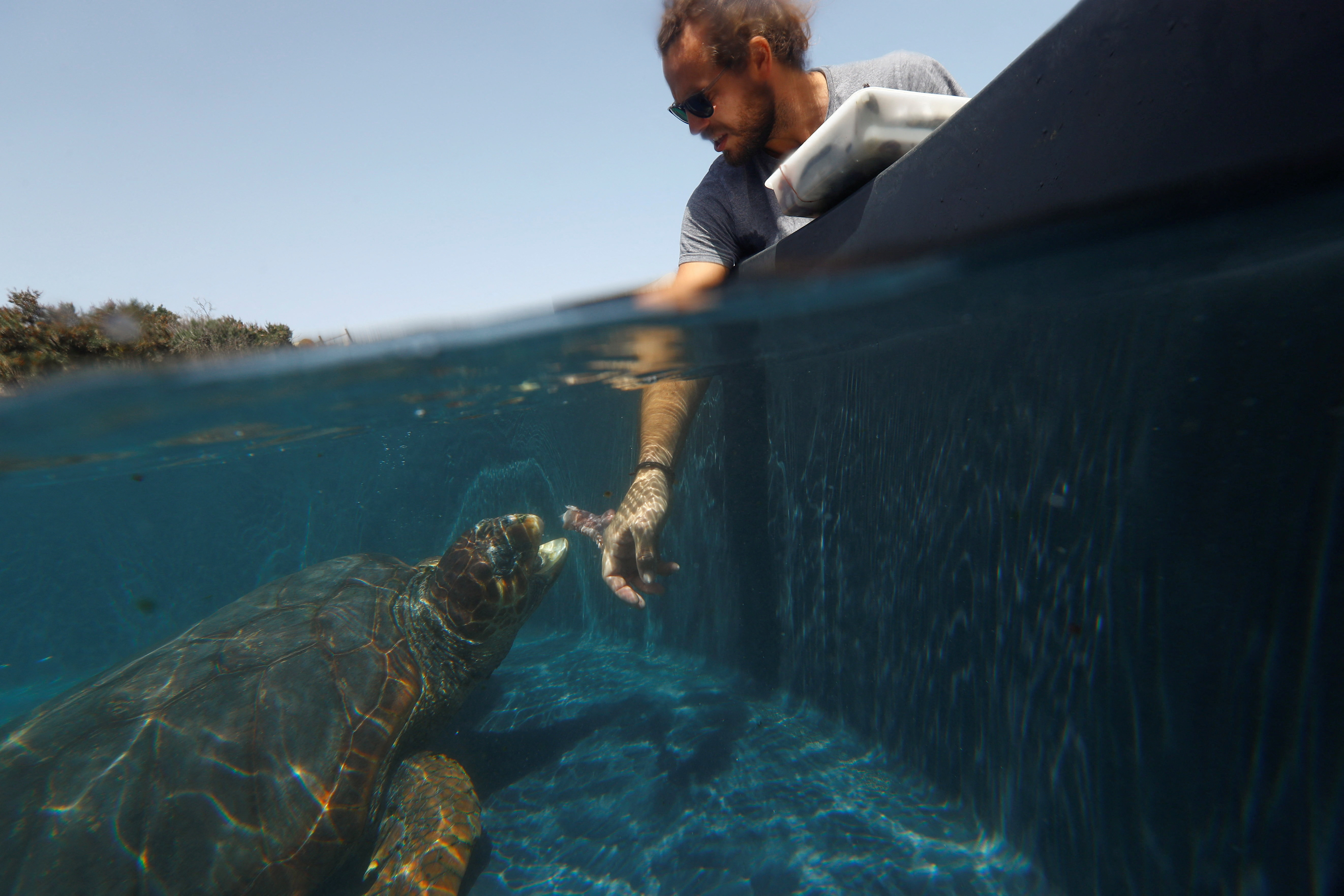 Marine biologist Alejandro Usategui feeds a Caretta Caretta turtle in its pond at the Taliarte Wildlife Recovery Center, in the island of Gran Canaria