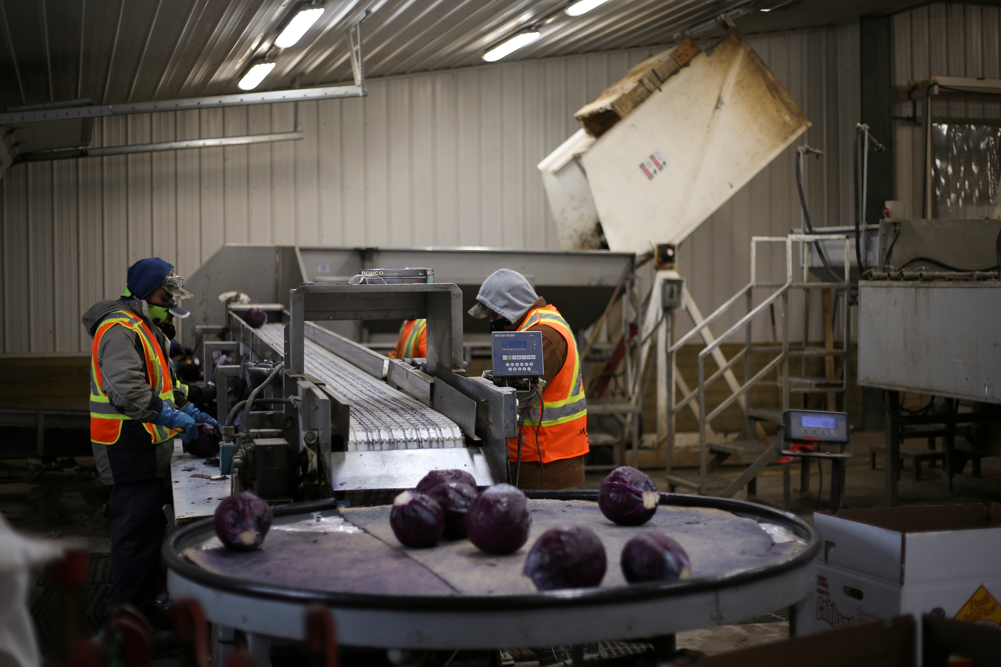 Migrant workers wear masks and practice social distancing to help slow the spread of the coronavirus disease (COVID-19) while trimming red cabbage at Mayfair Farms in Portage la Prairie, Manitoba, Canada April 28, 2020.  REUTERS/Shannon VanRaes
