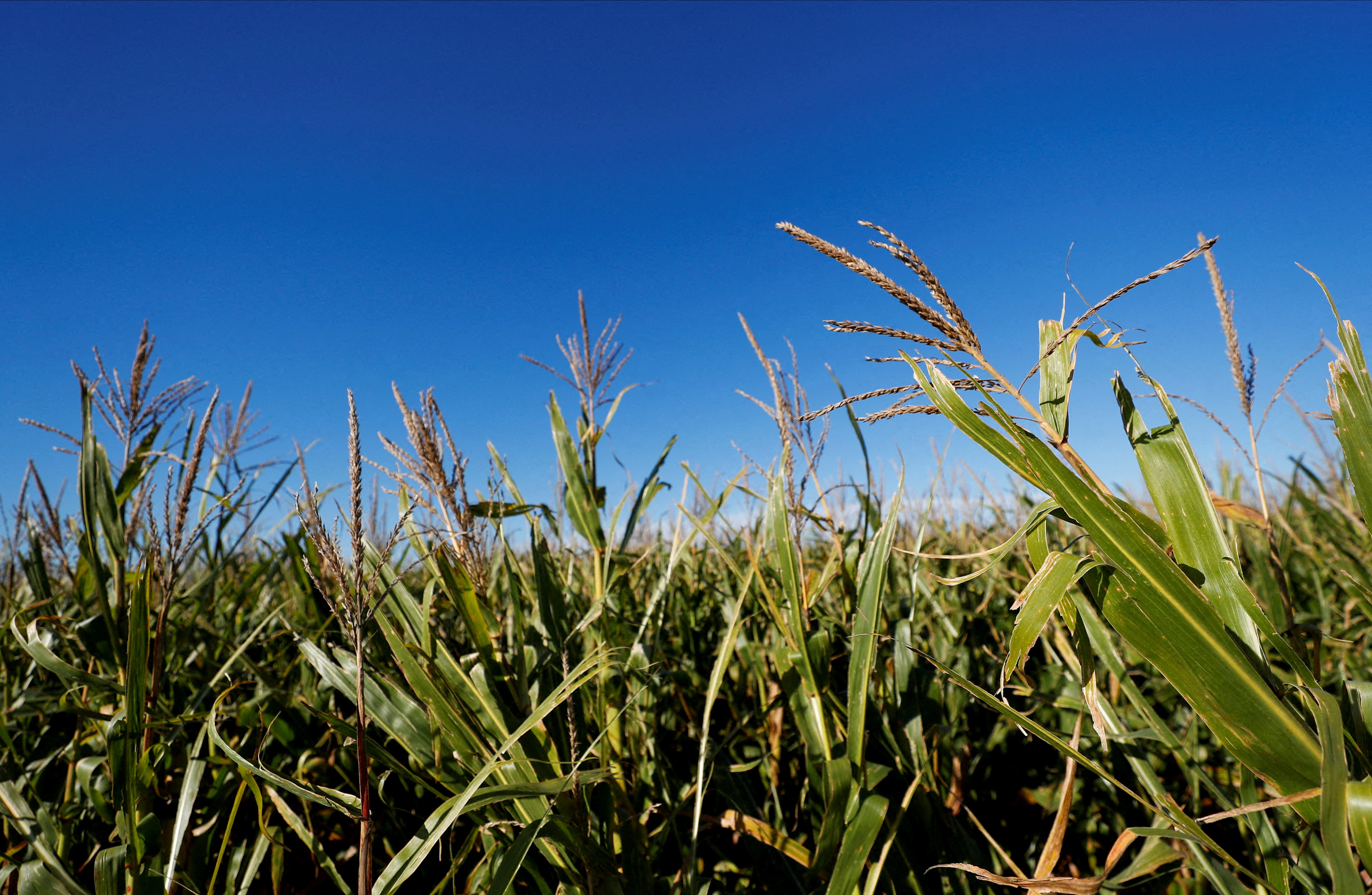 Corn plants are pictured in a farm near Zarate, in the outskirts of Buenos Aires