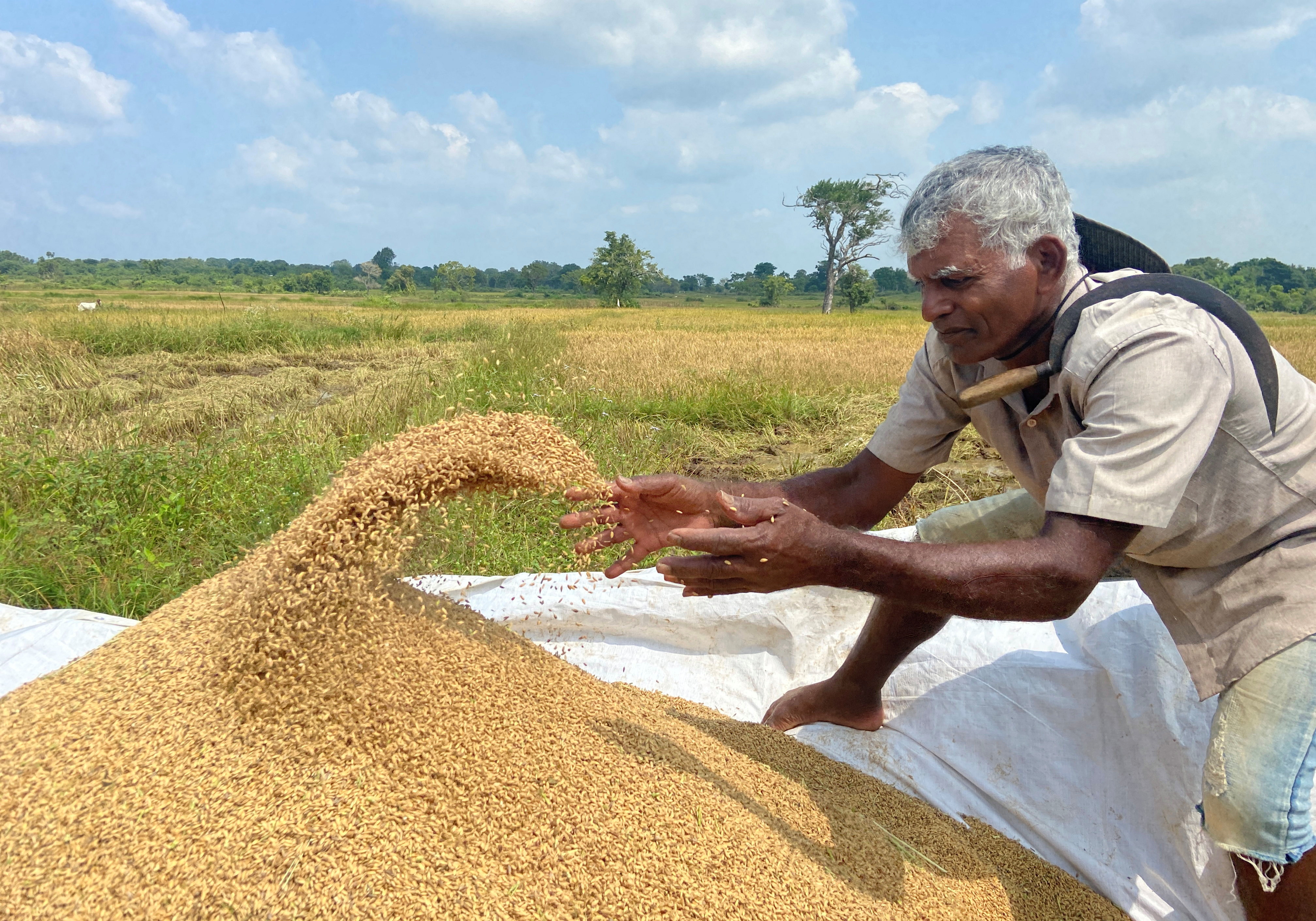 Sri Lankan farmers reel from fertiliser ban, as government support ebbs