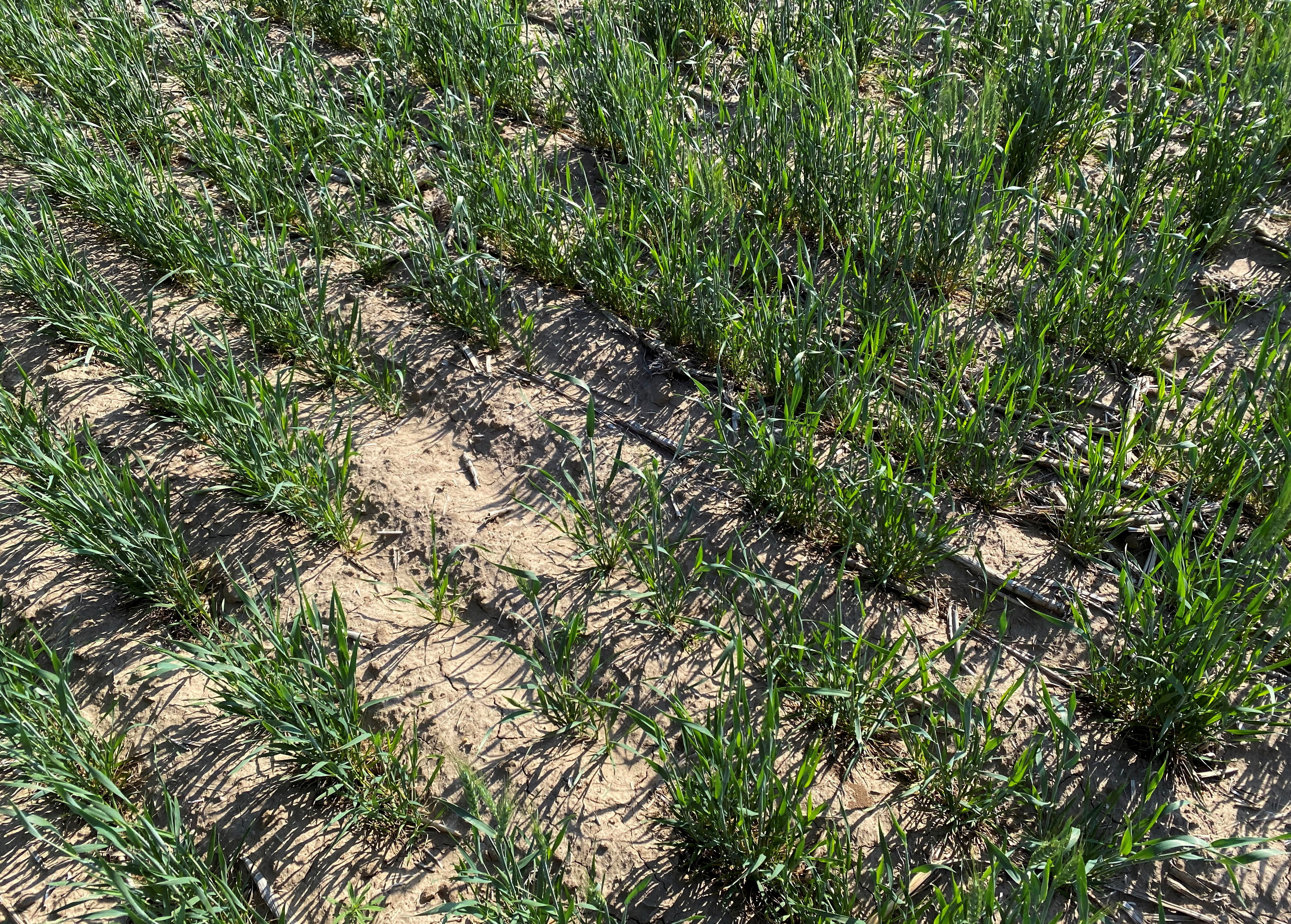 Vista general de un campo de trigo que muestra signos de daños por sequía cerca de Sublette