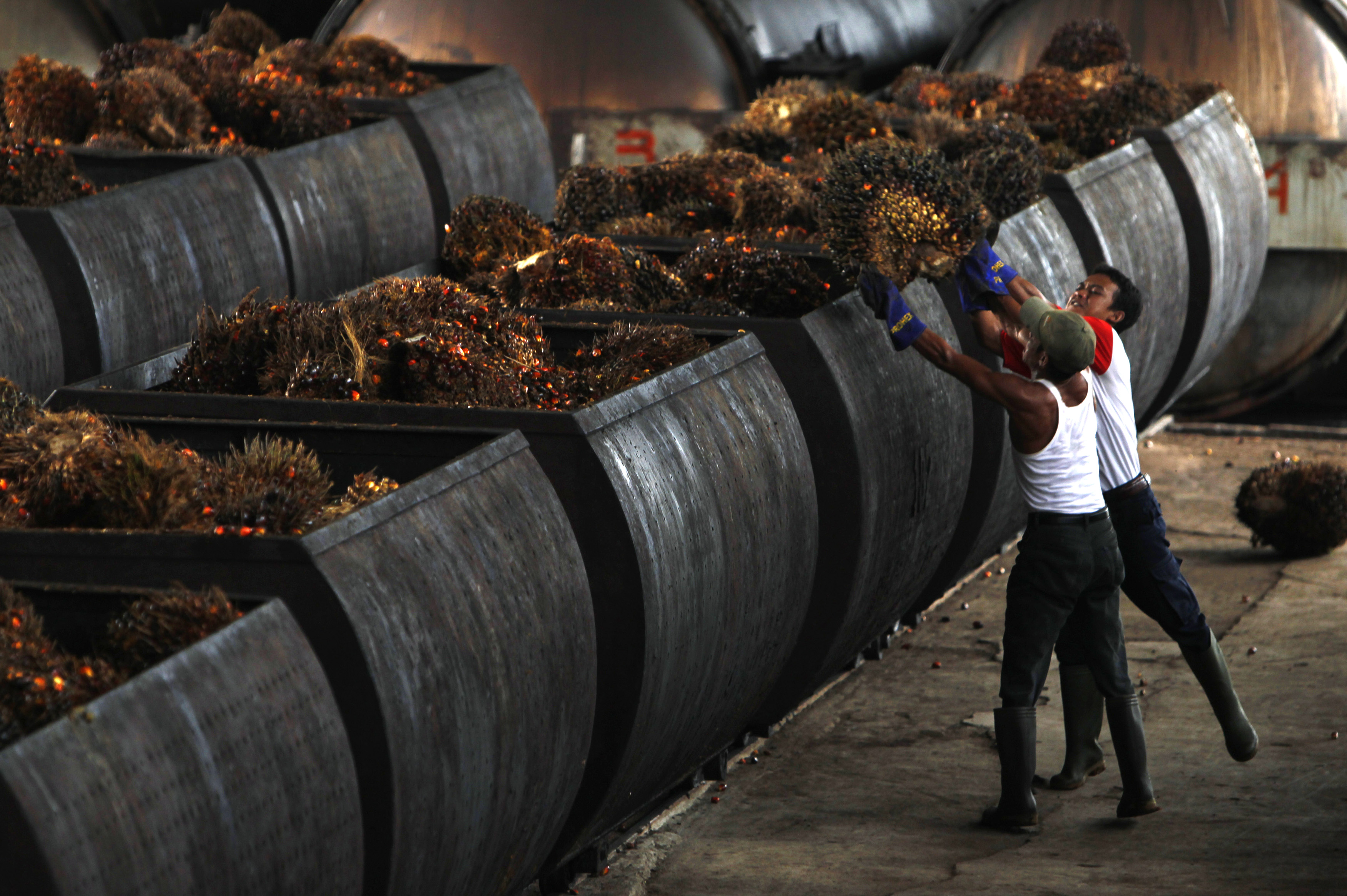 Workers carry oil palm fruits to containers on their way into processing plants at  PT Perkebunan Nusantara VIII, a state-owned palm oil factory in Malingping