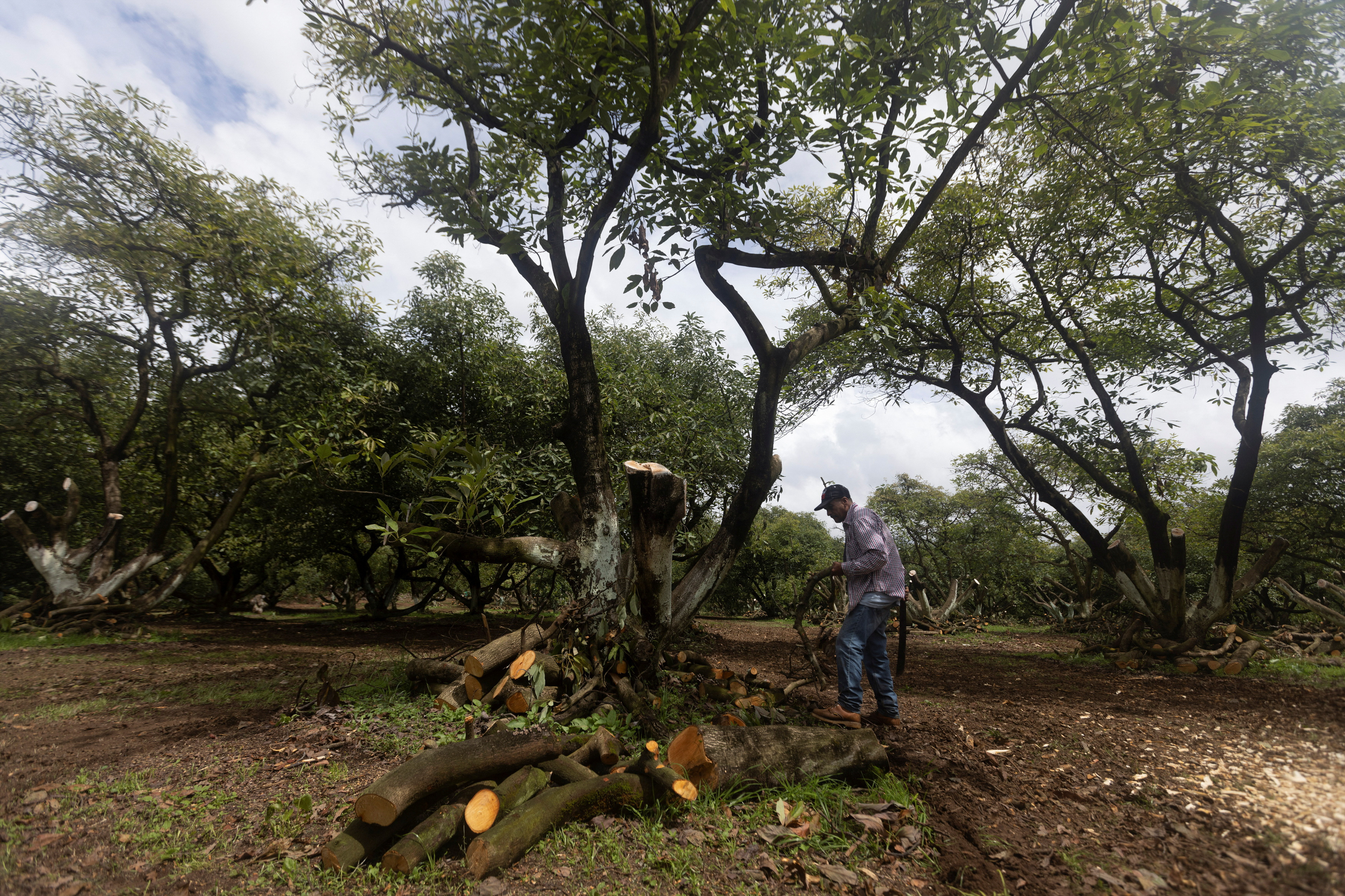 Avocado gold rush links US companies with Mexico's deforestation disaster