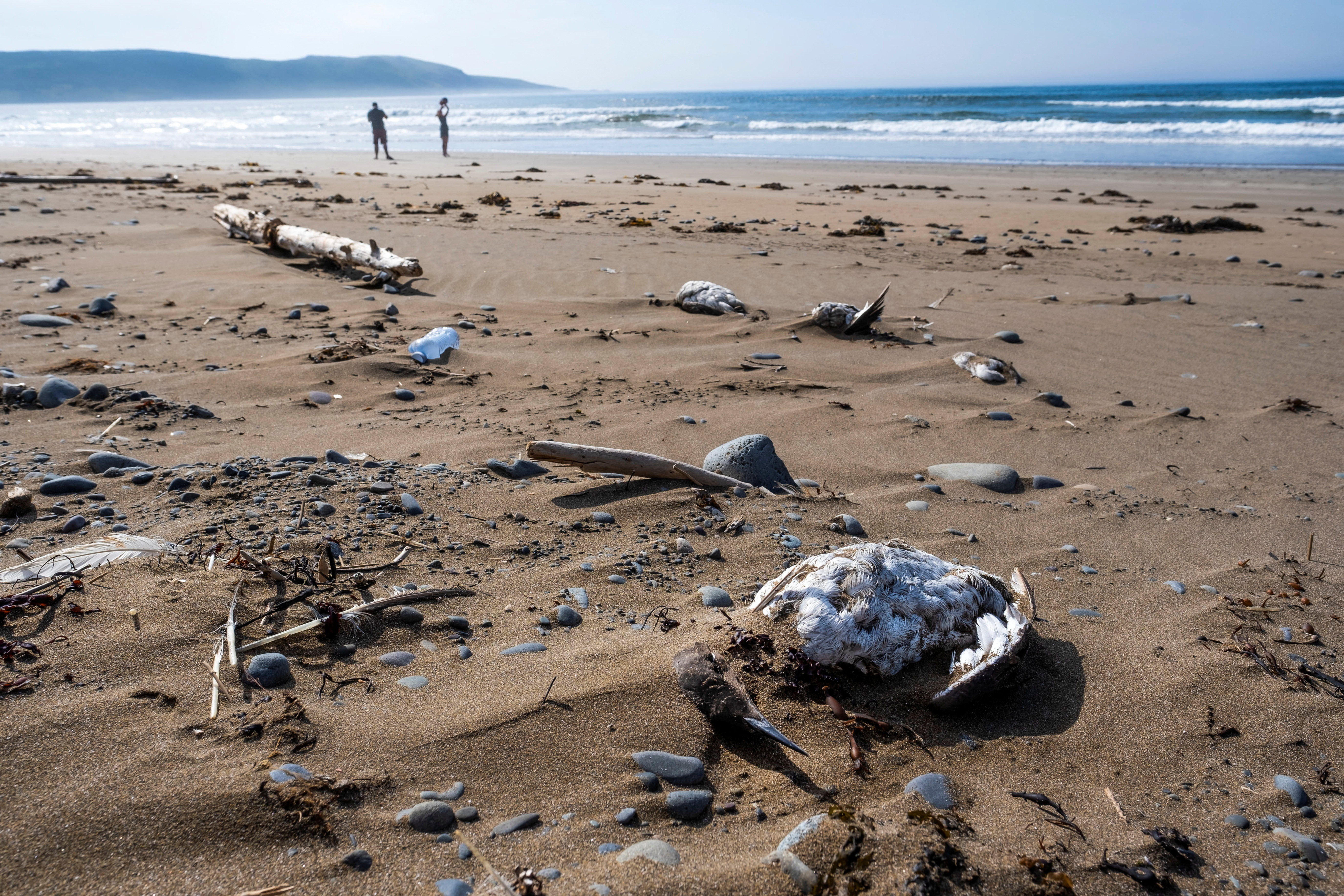 Seabirds wash up on shore in suspected avian flu die-off in Newfoundland
