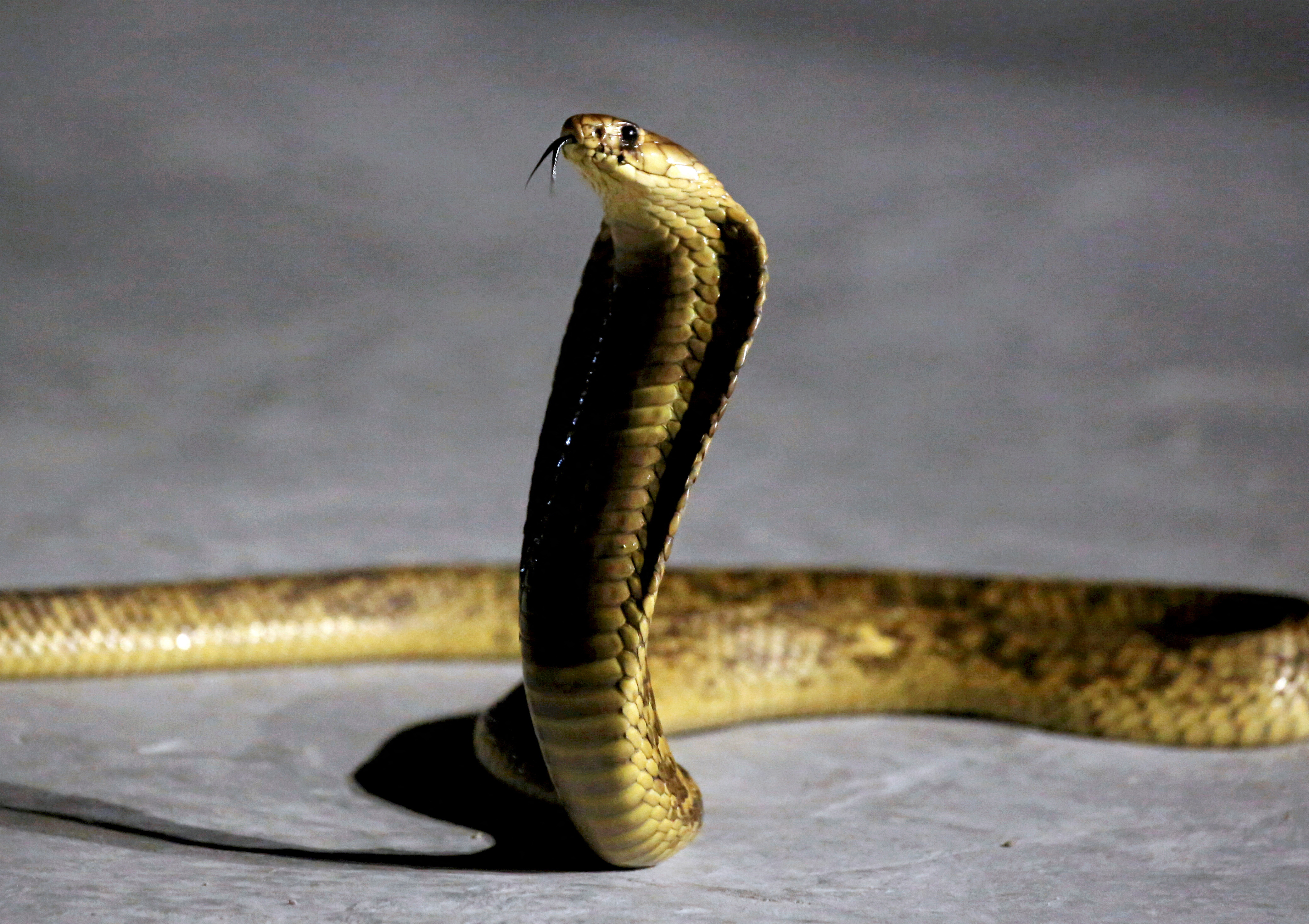 A cobra is seen during a show of Amier El Refaie at the Red Sea resort of Sharm El Sheikh