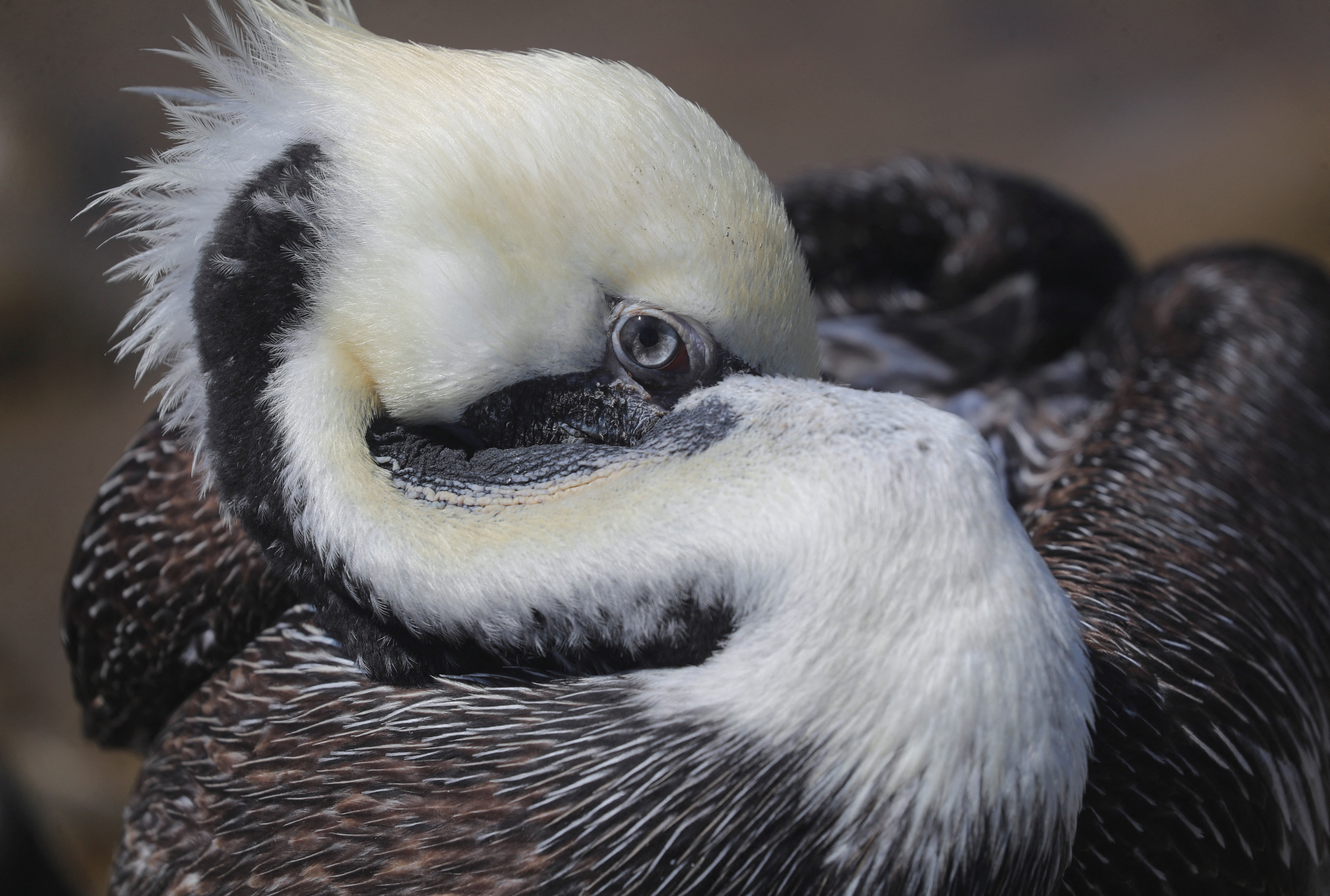 International Bird Rescue on X: #ICYMI: On a scale of pelican to fulmar,  tell us how are you feeling today? #LookUp #COVID19   / X