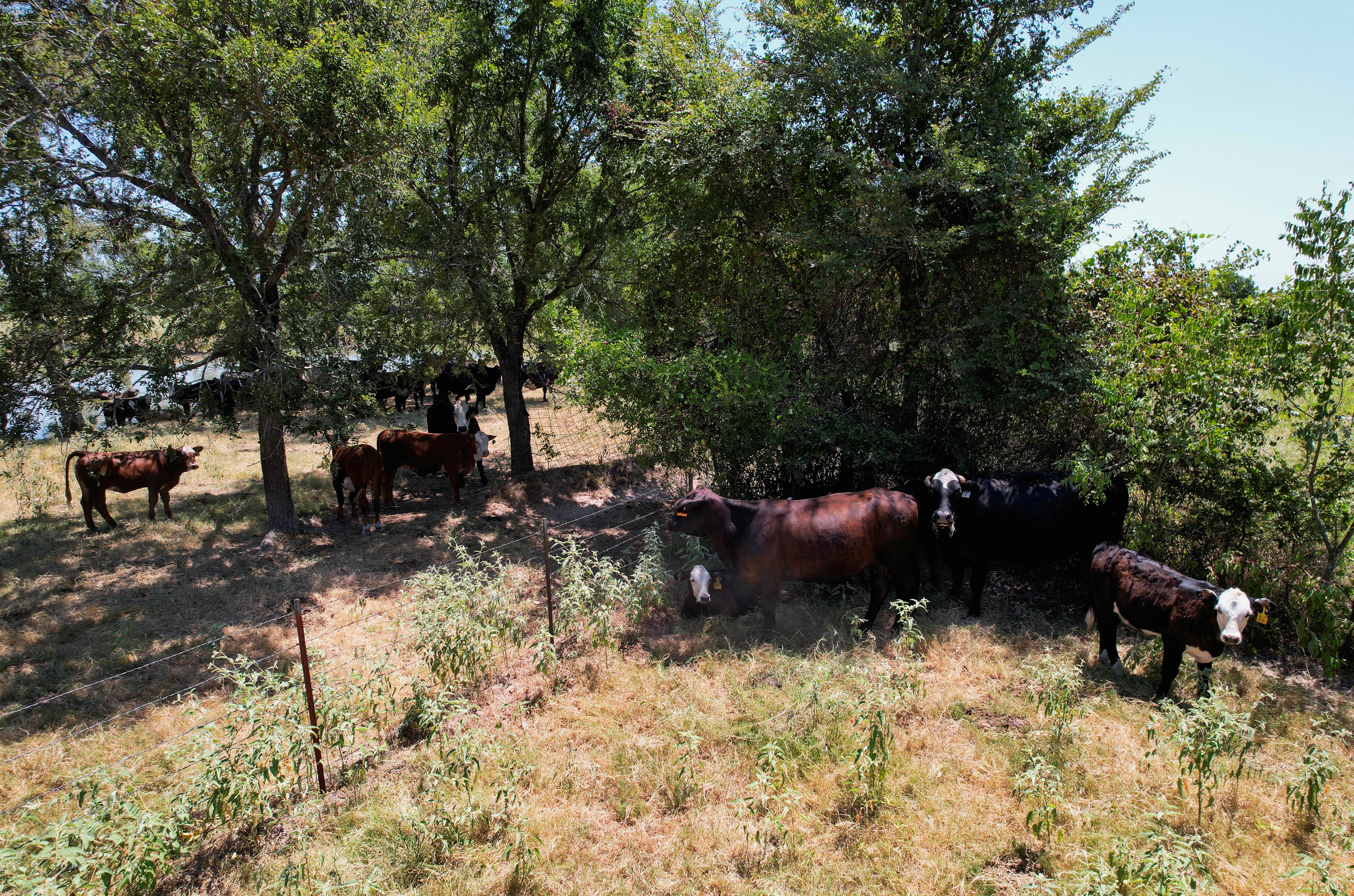 Cattle gather in the shade during a heat wave in Tennessee Colony
