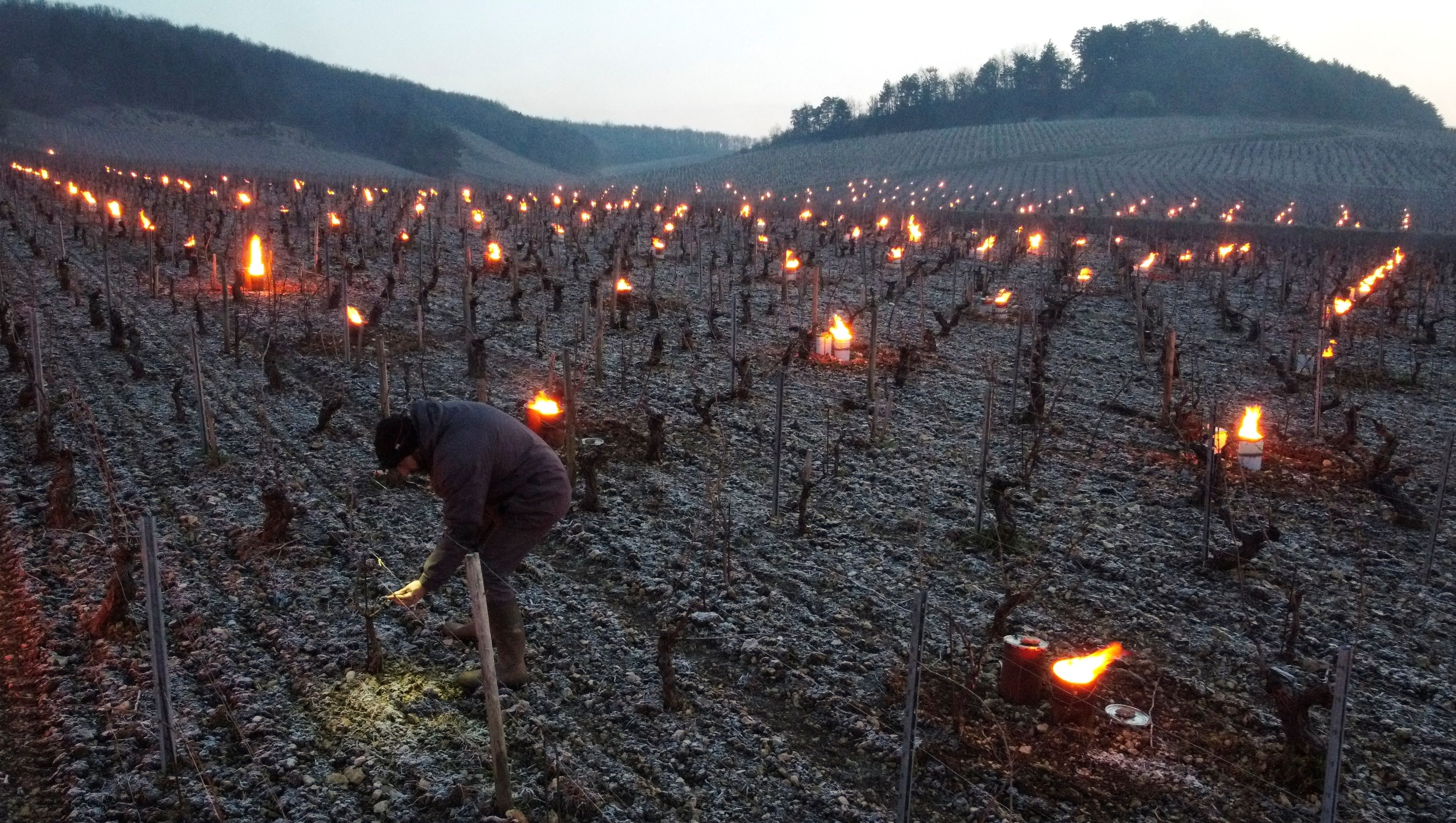 Vineyard owners fight frost in France