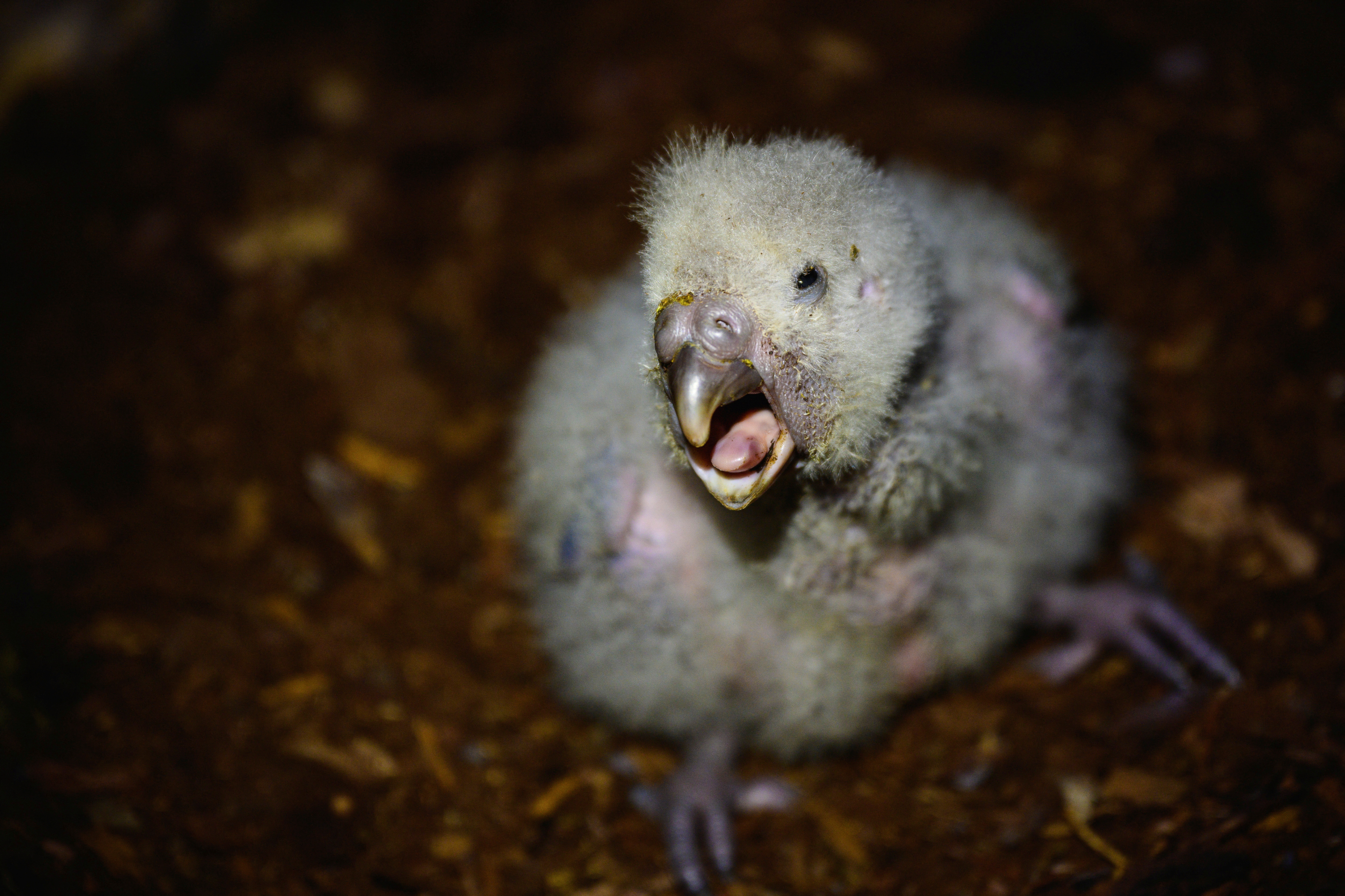 New Zealand's endangered kakapo parrot gets a big population boost