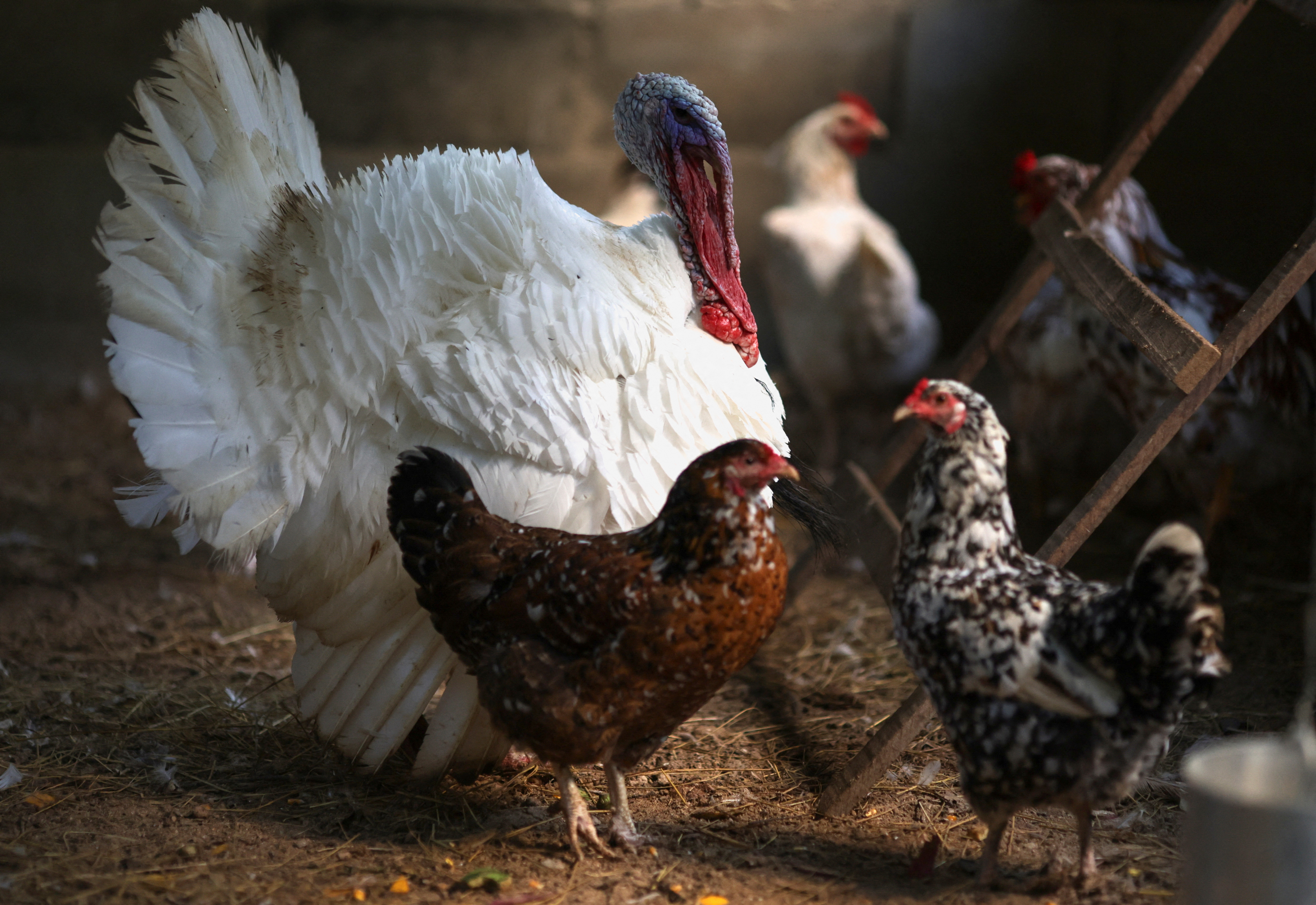 中国、ブラジル産鶏肉の輸入関税撤廃 | ロイター