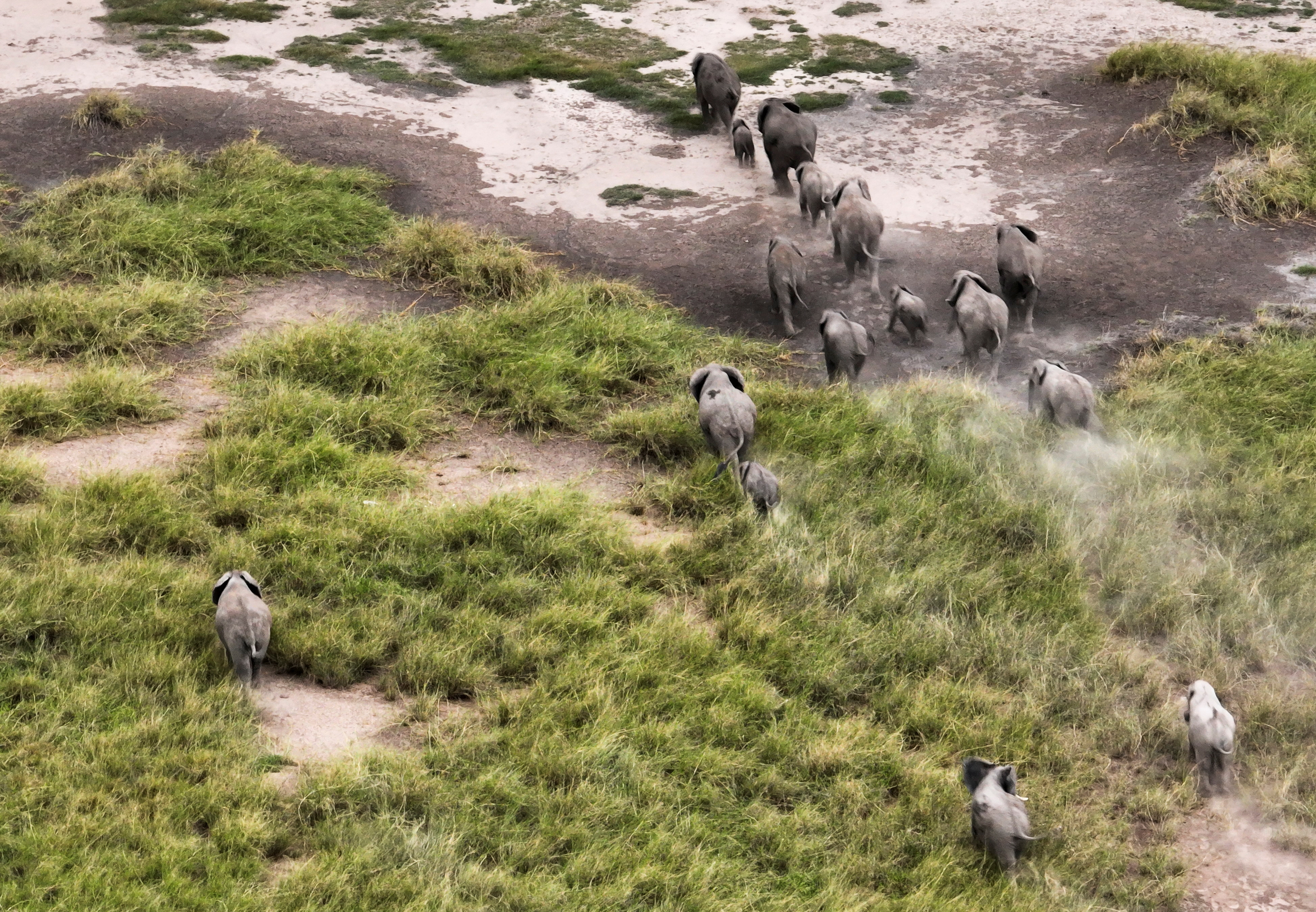 A drone view shows elephants walking in the Amboseli National Park in Amboseli