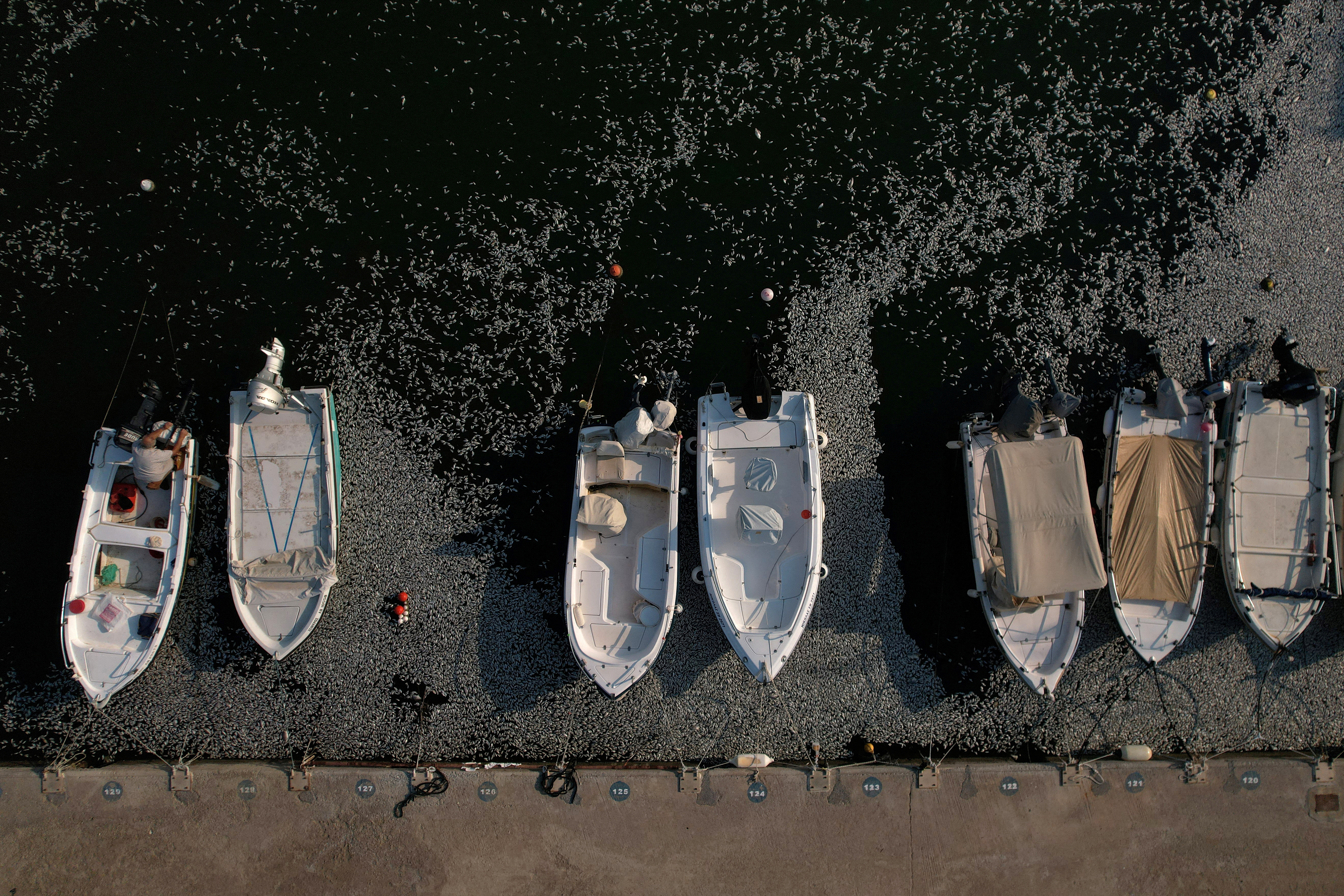 Tonnes of dead fish crowd Greek tourist port after flooding