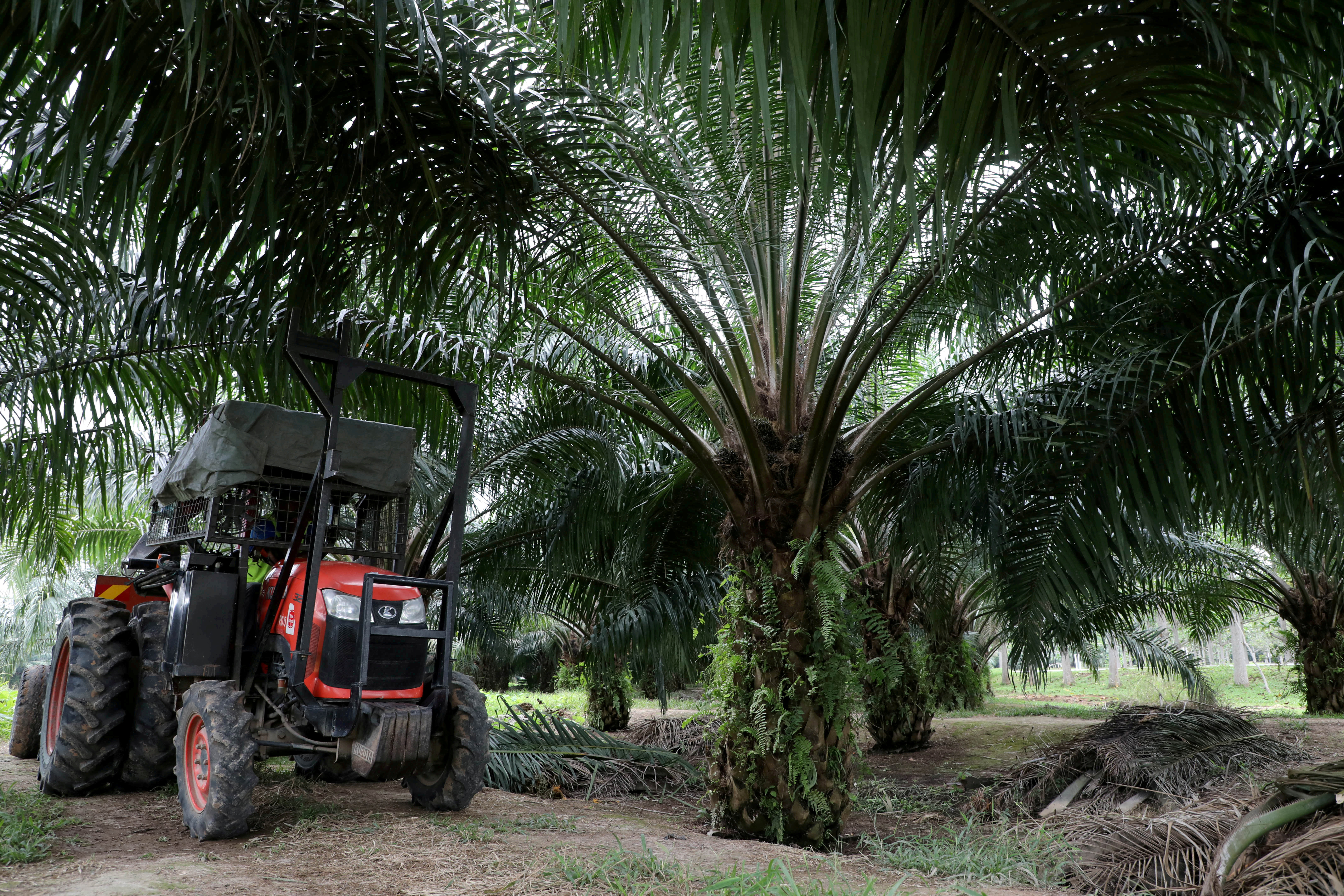 A mini tractor grabber collects palm oil fruits at a plantation in Pulau Carey, Malaysia