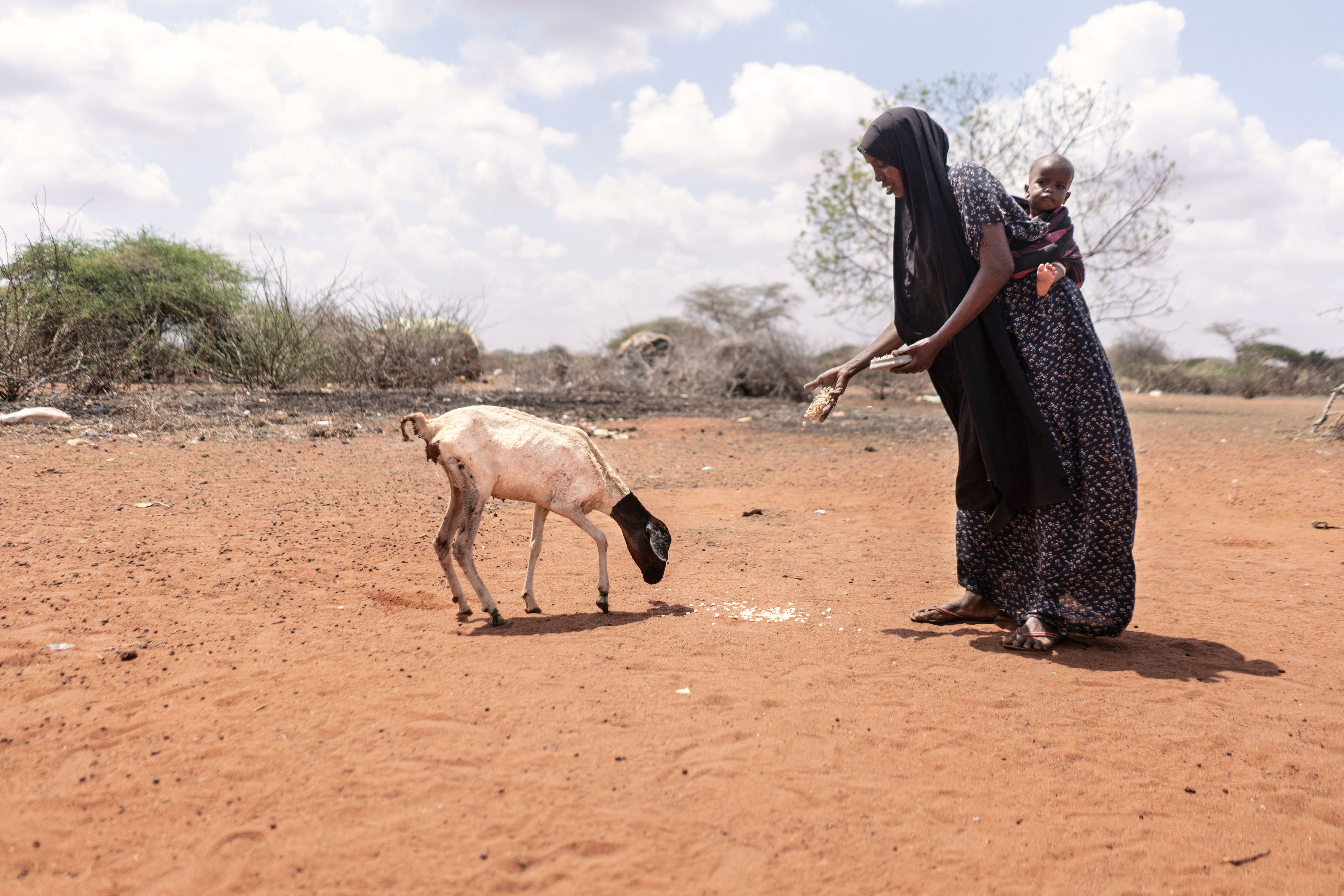 WFP warns millions facing hunger as driest weather in decades ravages Horn of Africa