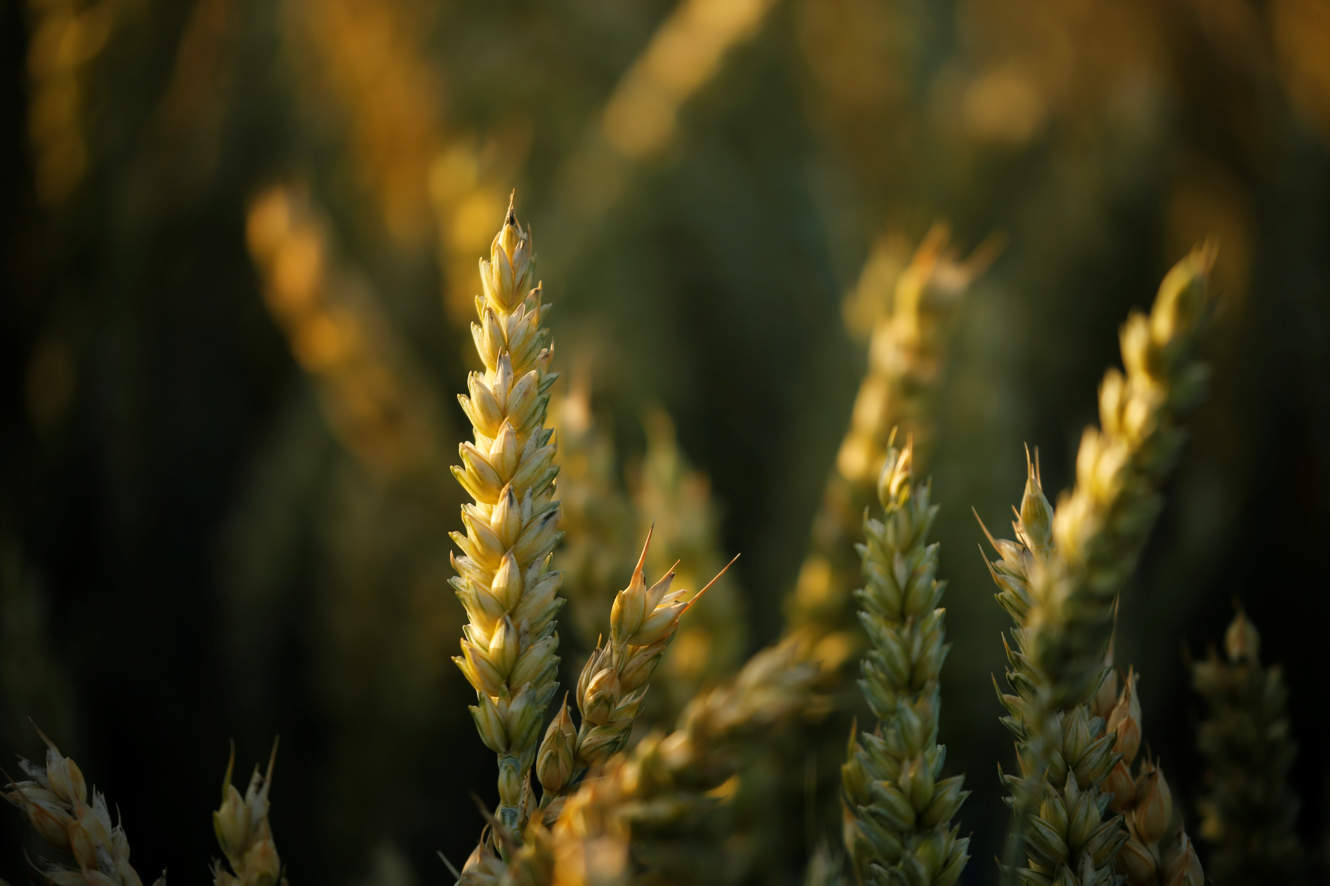 Wheat is pictured during sunset at a field in Marquion near Cambrai