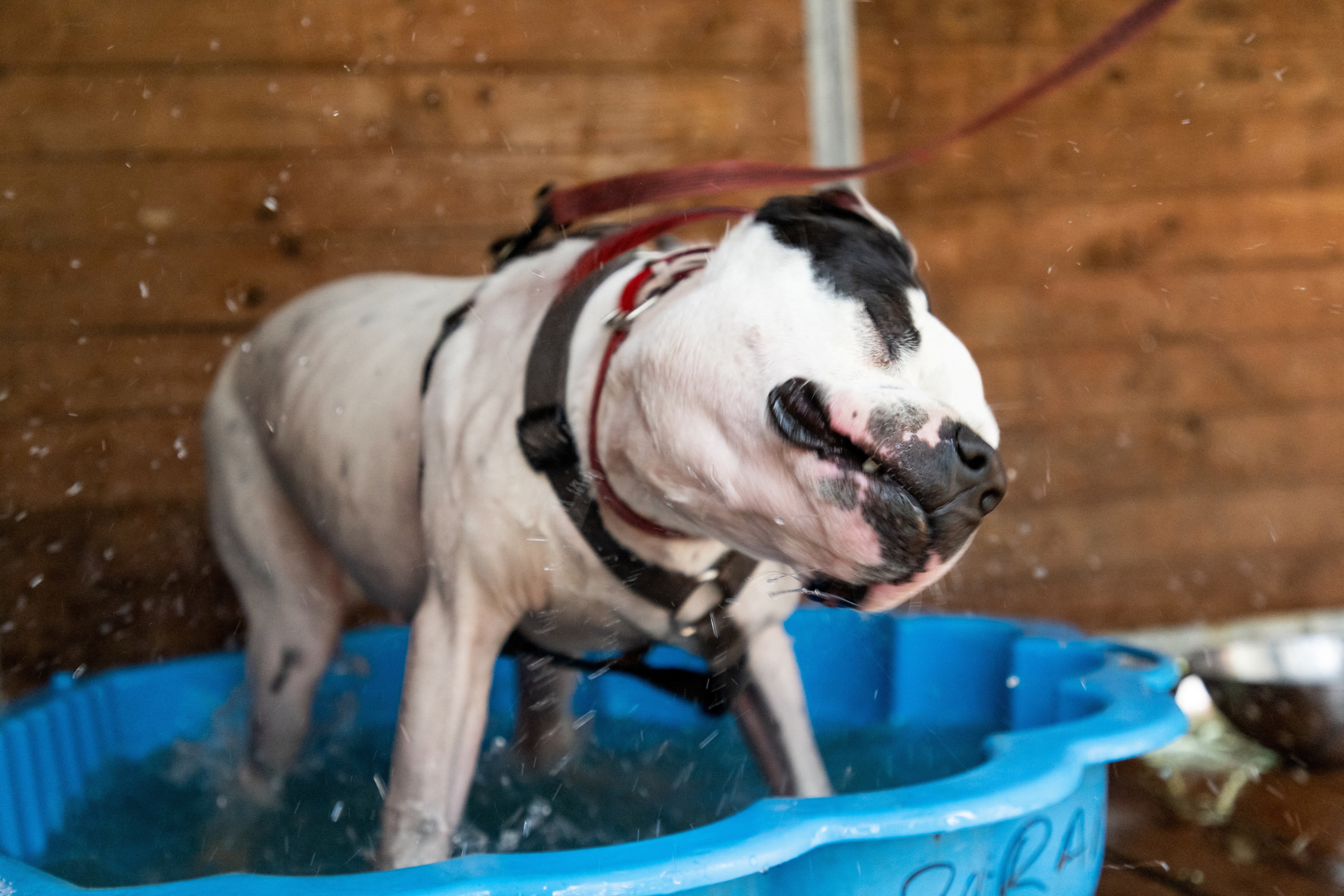 Warsaw sales animal shelter