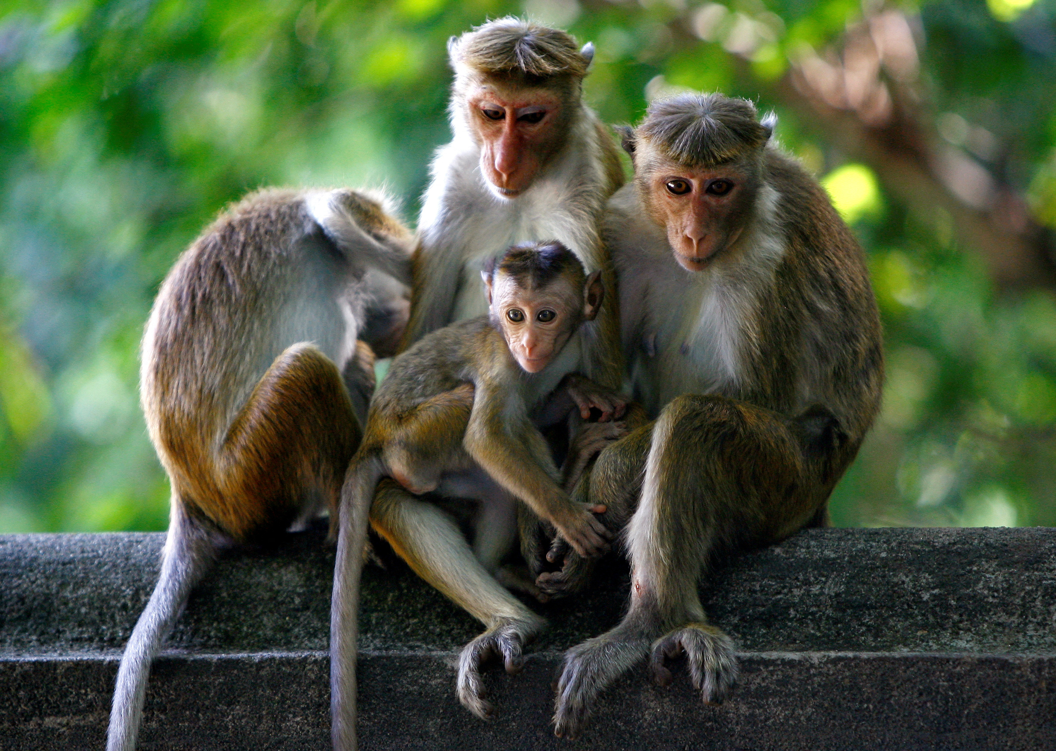 Performing monkey at the market