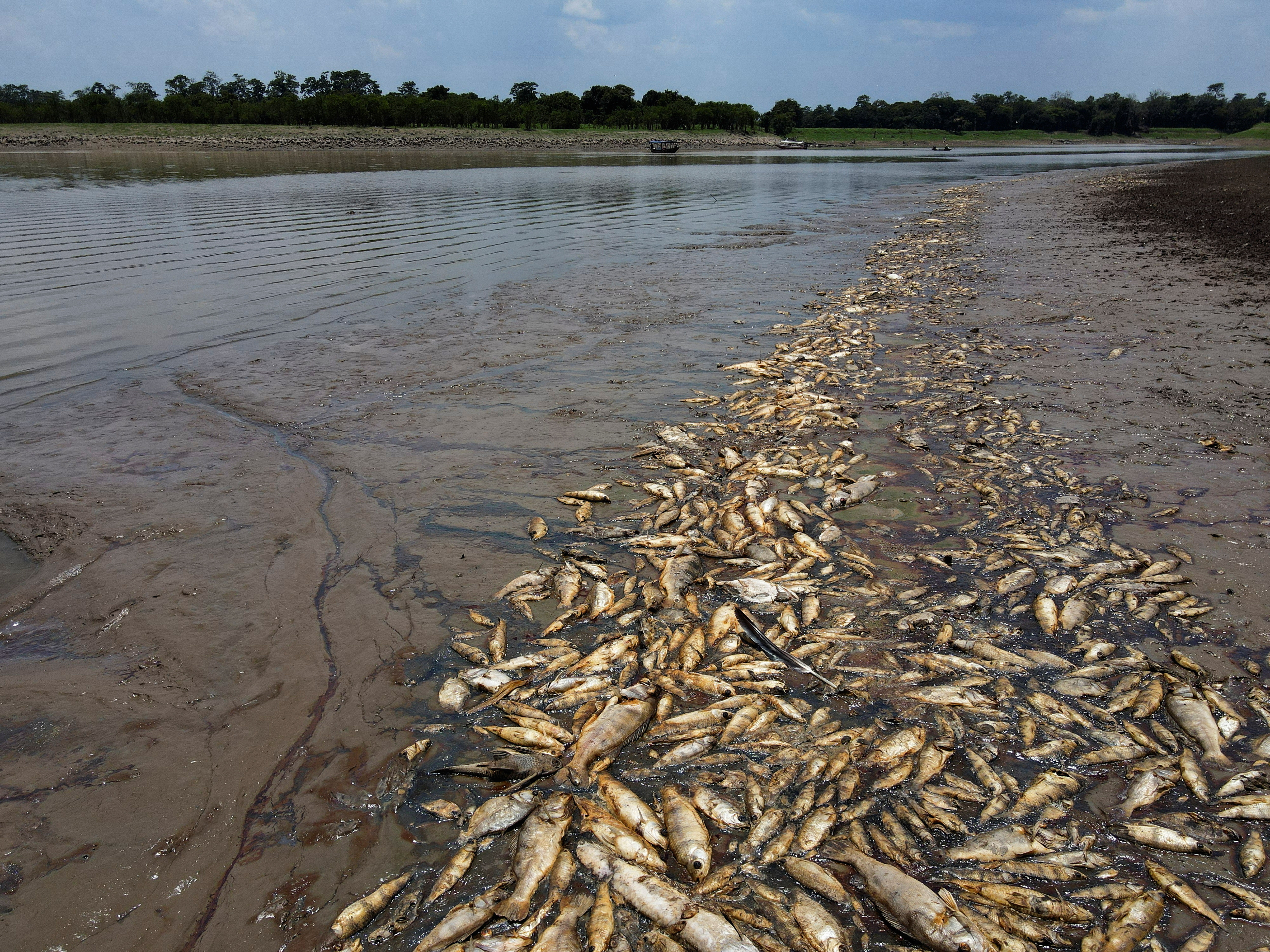 Dead fish are seen at Piranha lake, which has been affected by the drought of the Solimoes River, in Manacapuru