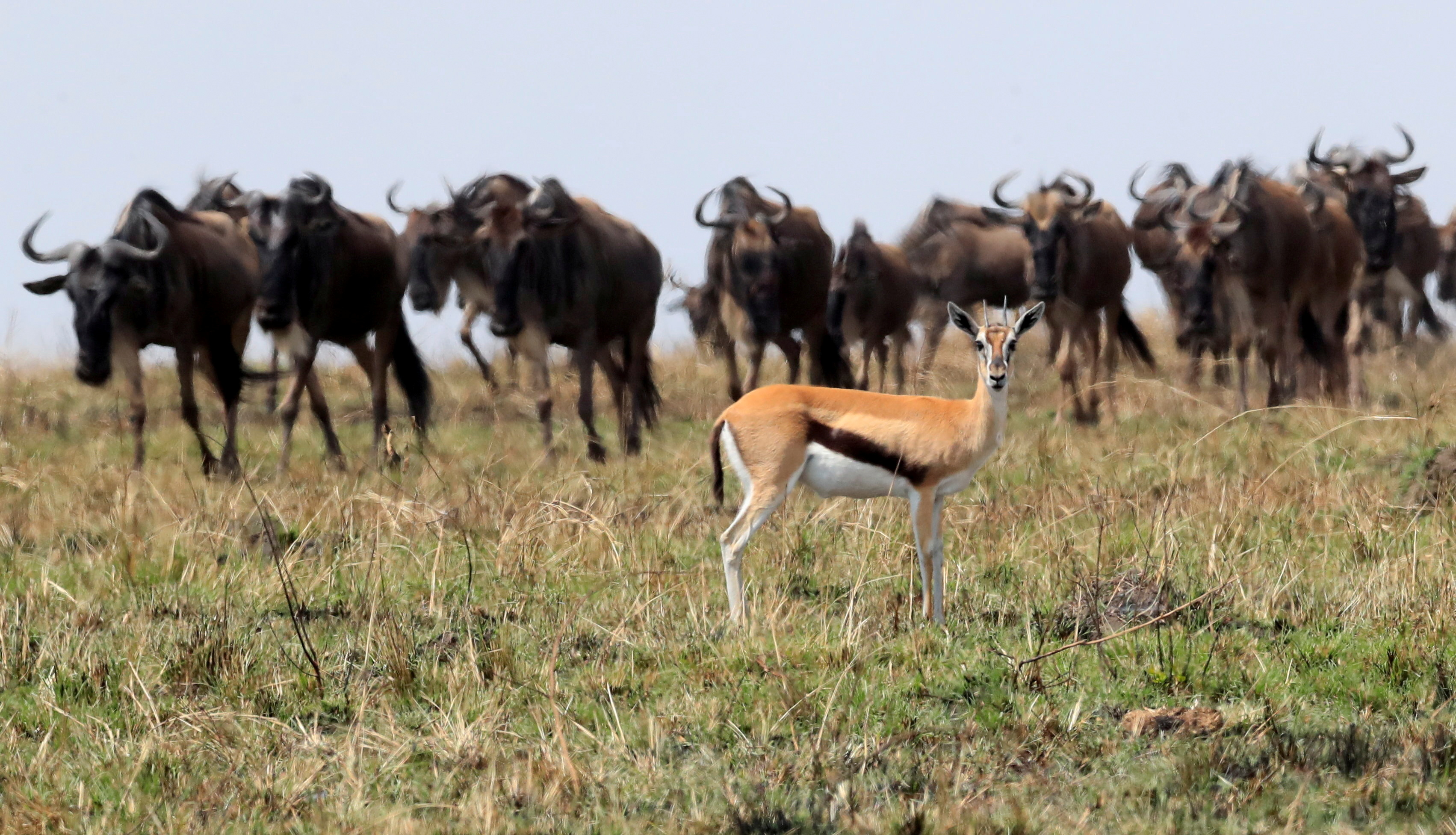 Wildebeests migrate to greener pastures, in the Maasai Mara game reserve