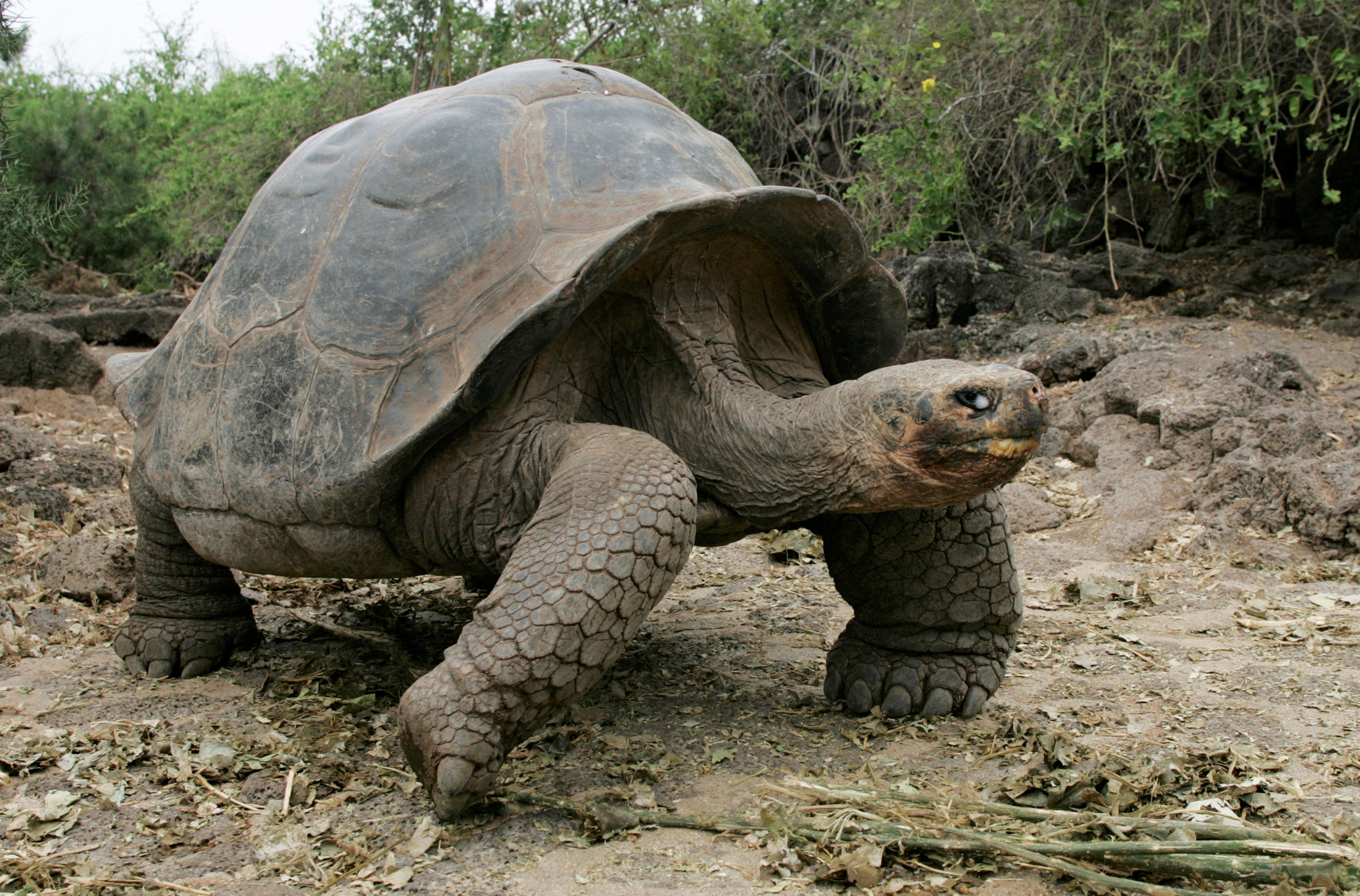 A giant tortoise is seen on the Galapagos islands